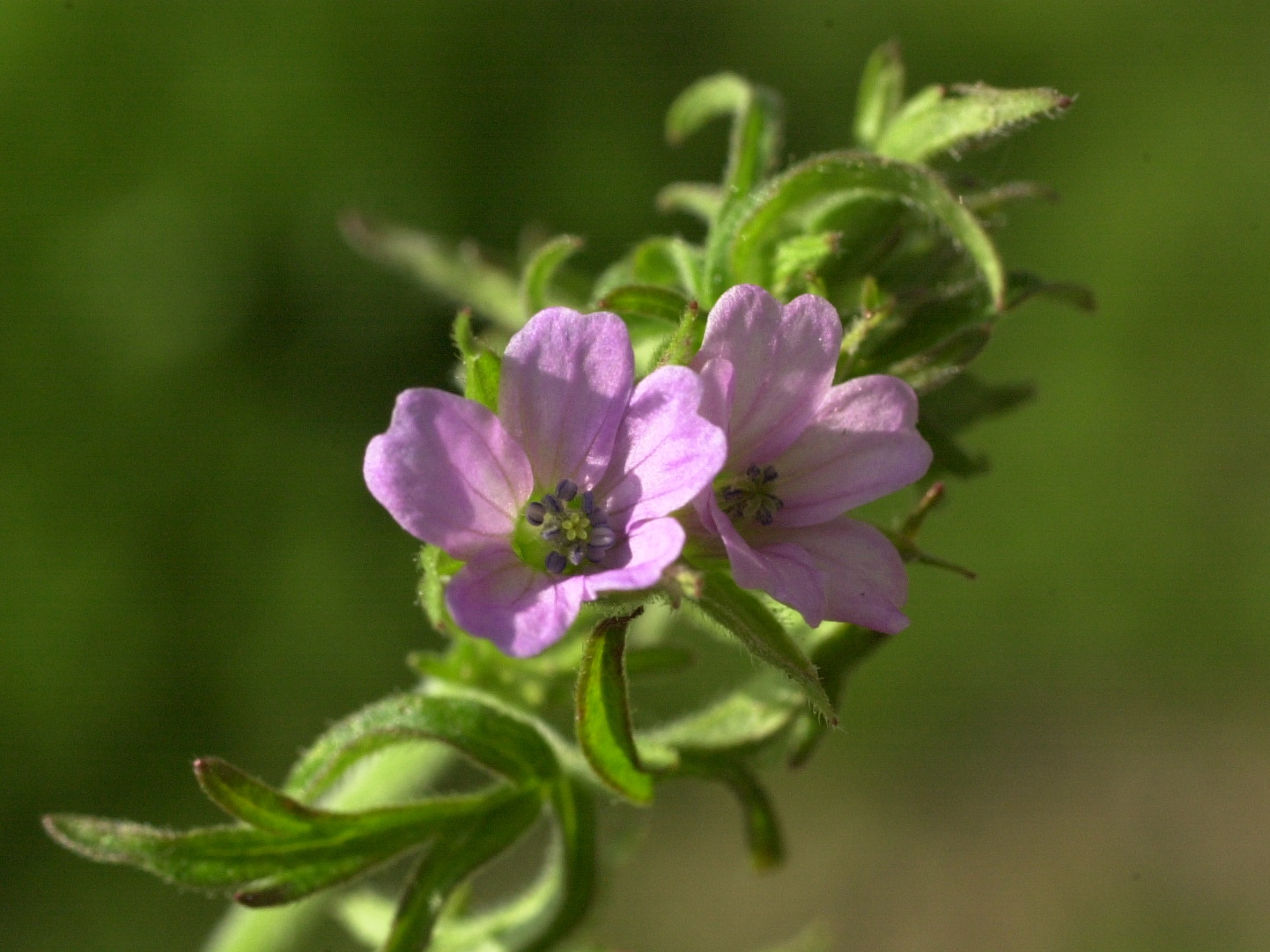 Afficher le média geranium_dissectum3md geranium_dissectum3md