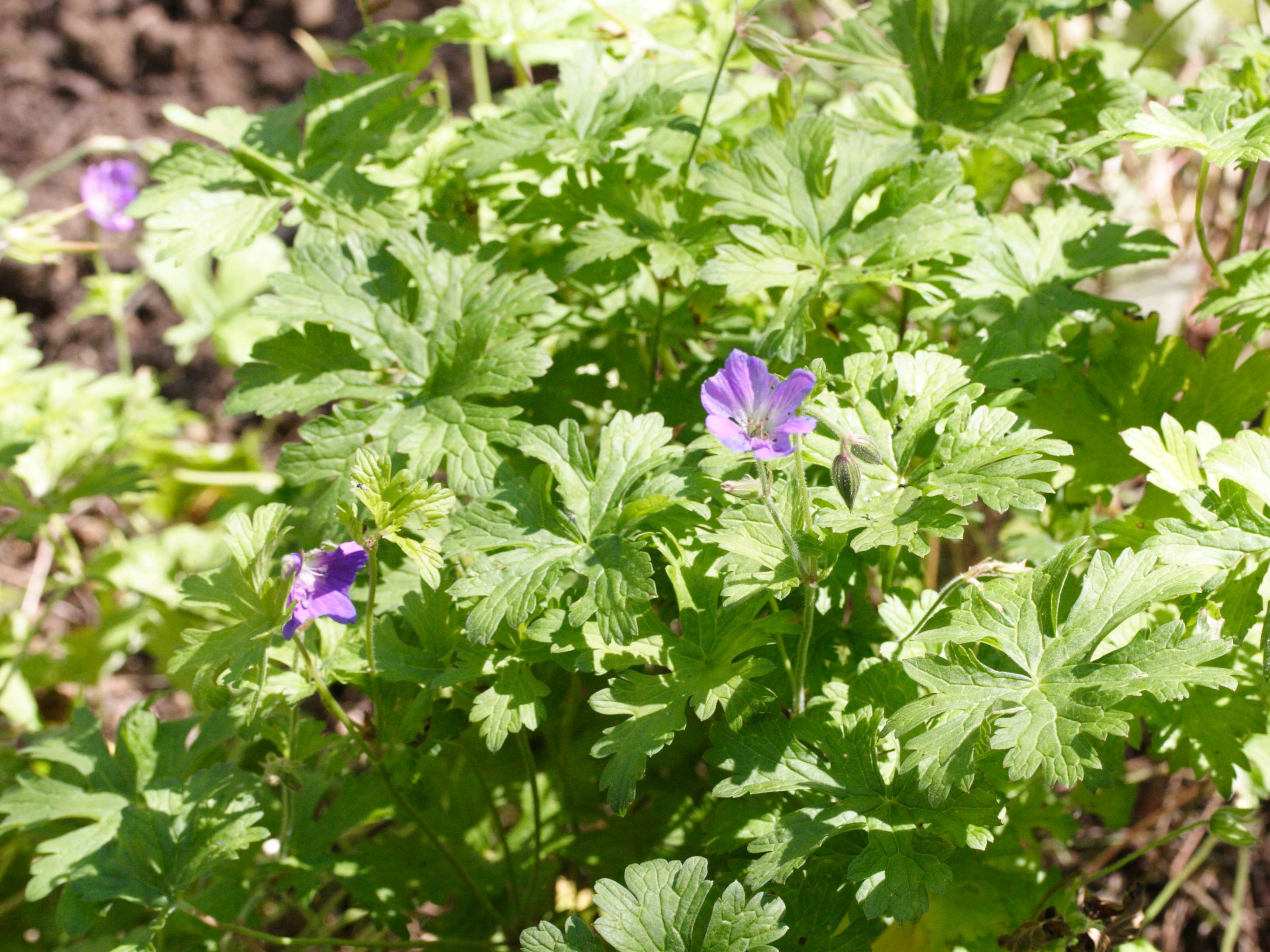 Afficher le média geranium_himalayense1md geranium_himalayense1md