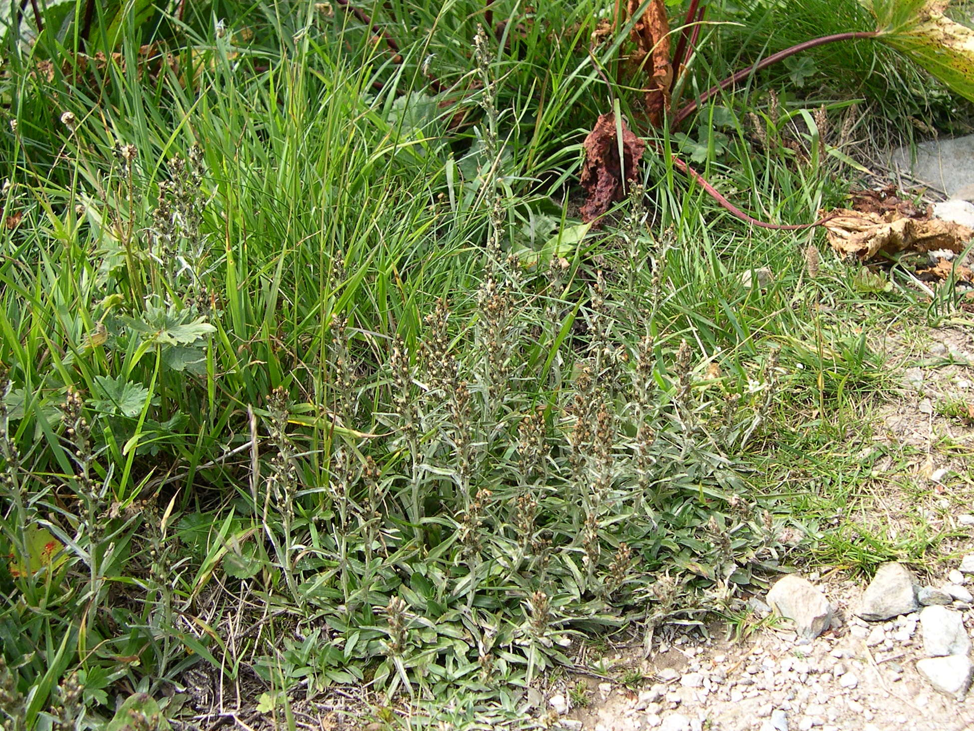 gnaphalium_sylvaticum1md