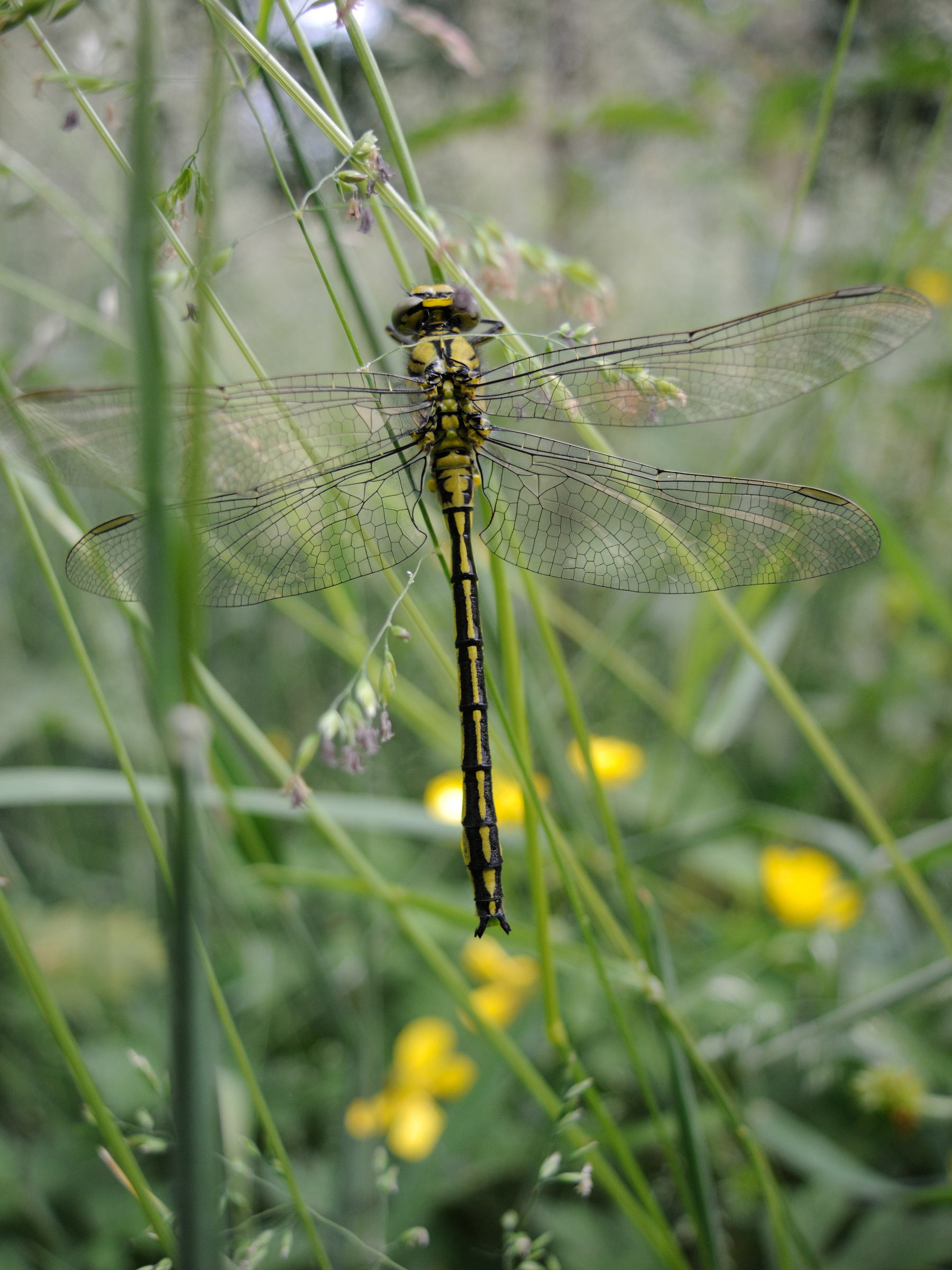 gomphus_pulchellus1md