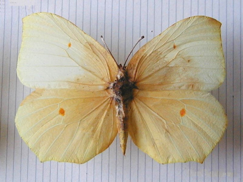 gonepteryx_cleopatra1md