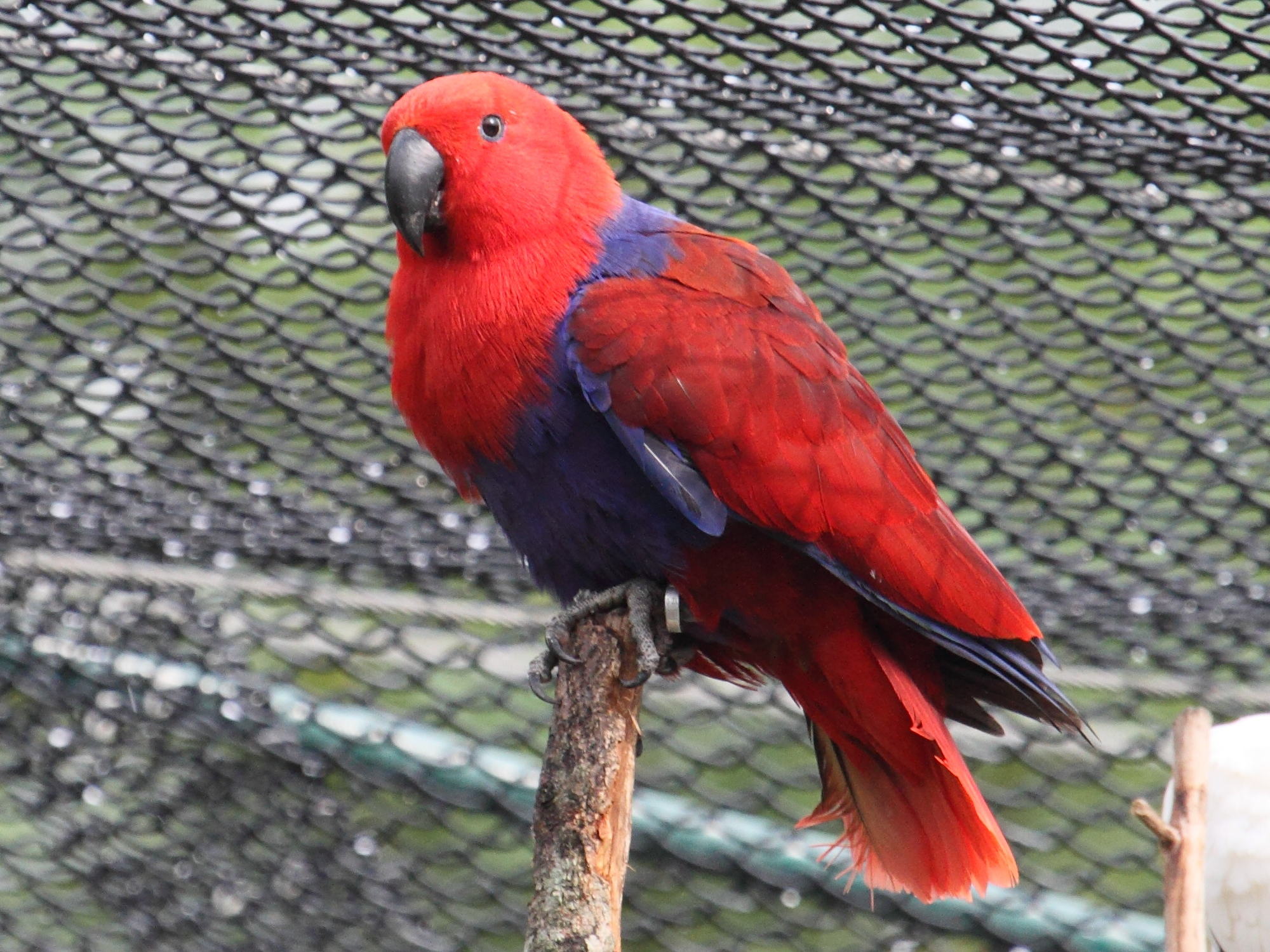 Afficher le média grand_eclectus_-_eclectus_roratus4bd grand_eclectus_-_eclectus_roratus4bd
