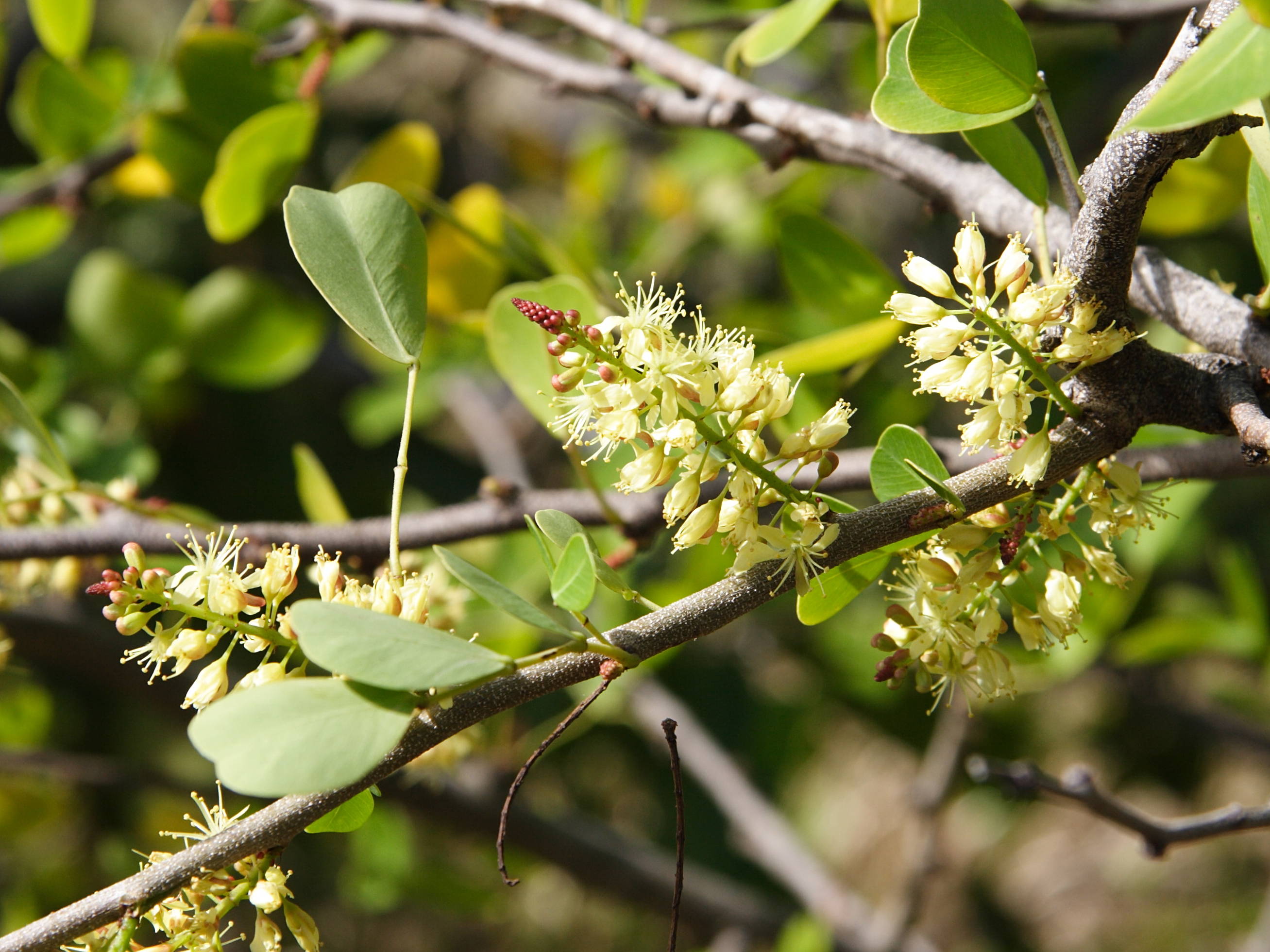 haematoxylon_campechianum6md