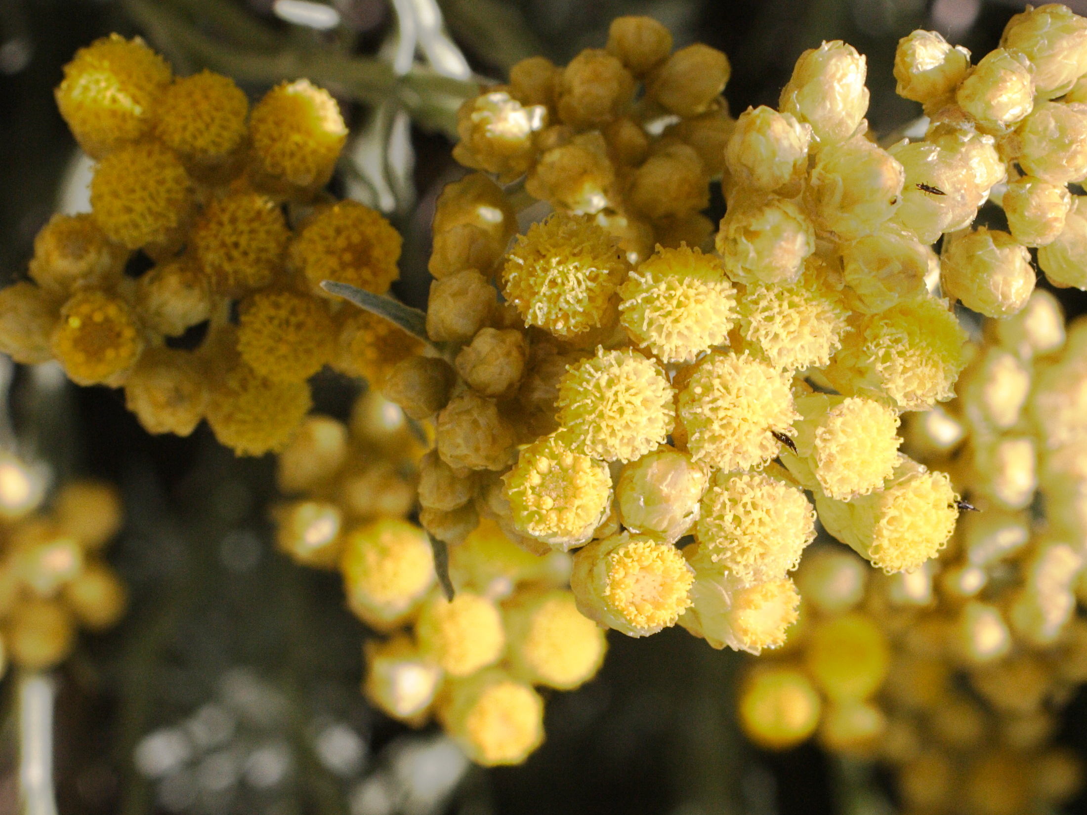 helichrysum_stoechas7md