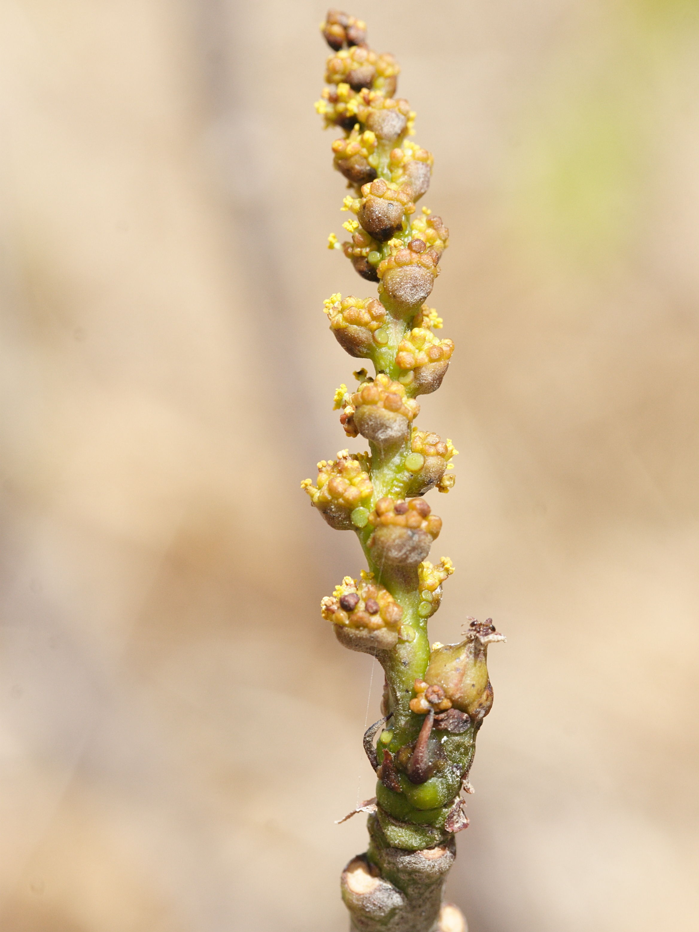 hippomane_mancinella9md