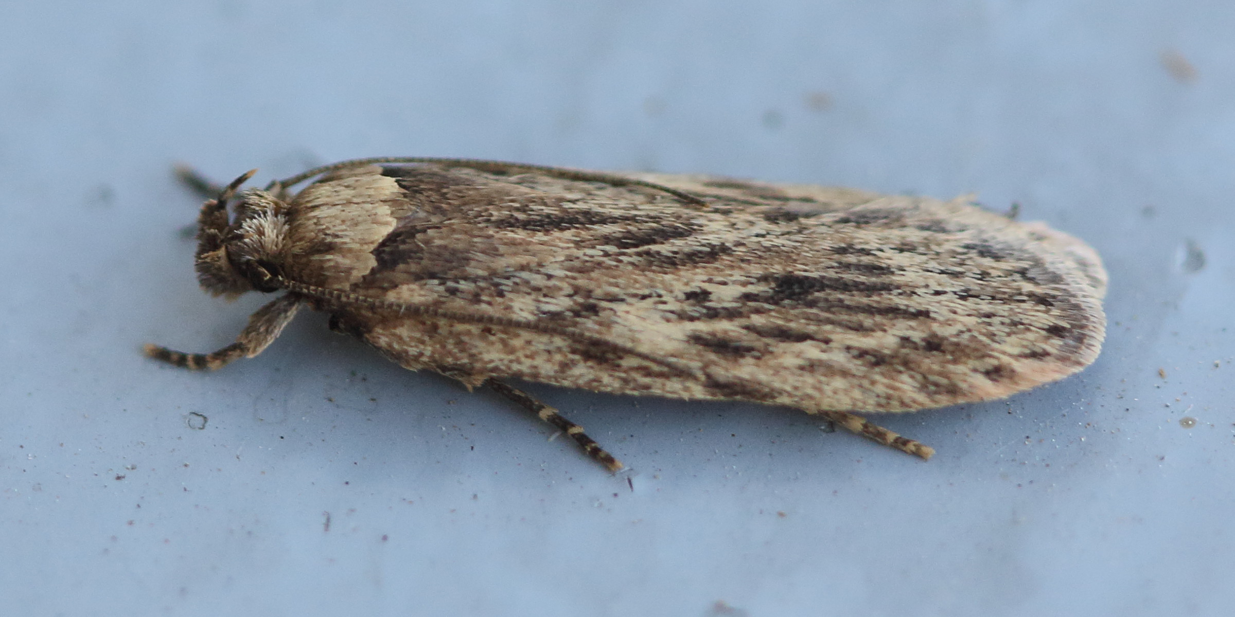 Afficher le média Hofmannophila_pseudospretella Hofmannophila_pseudospretella