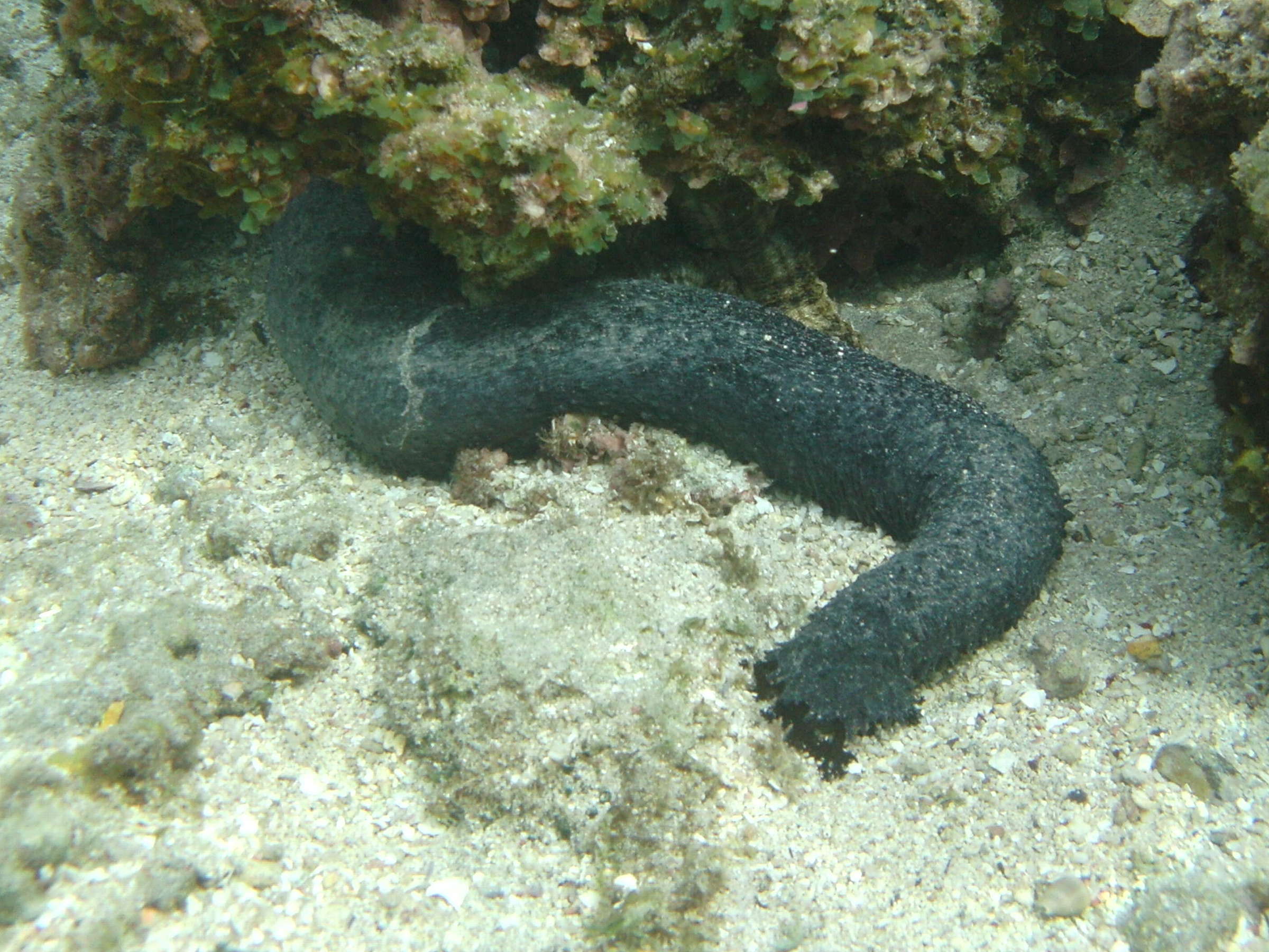 Afficher le média holothuria_leucospilota3bd holothuria_leucospilota3bd