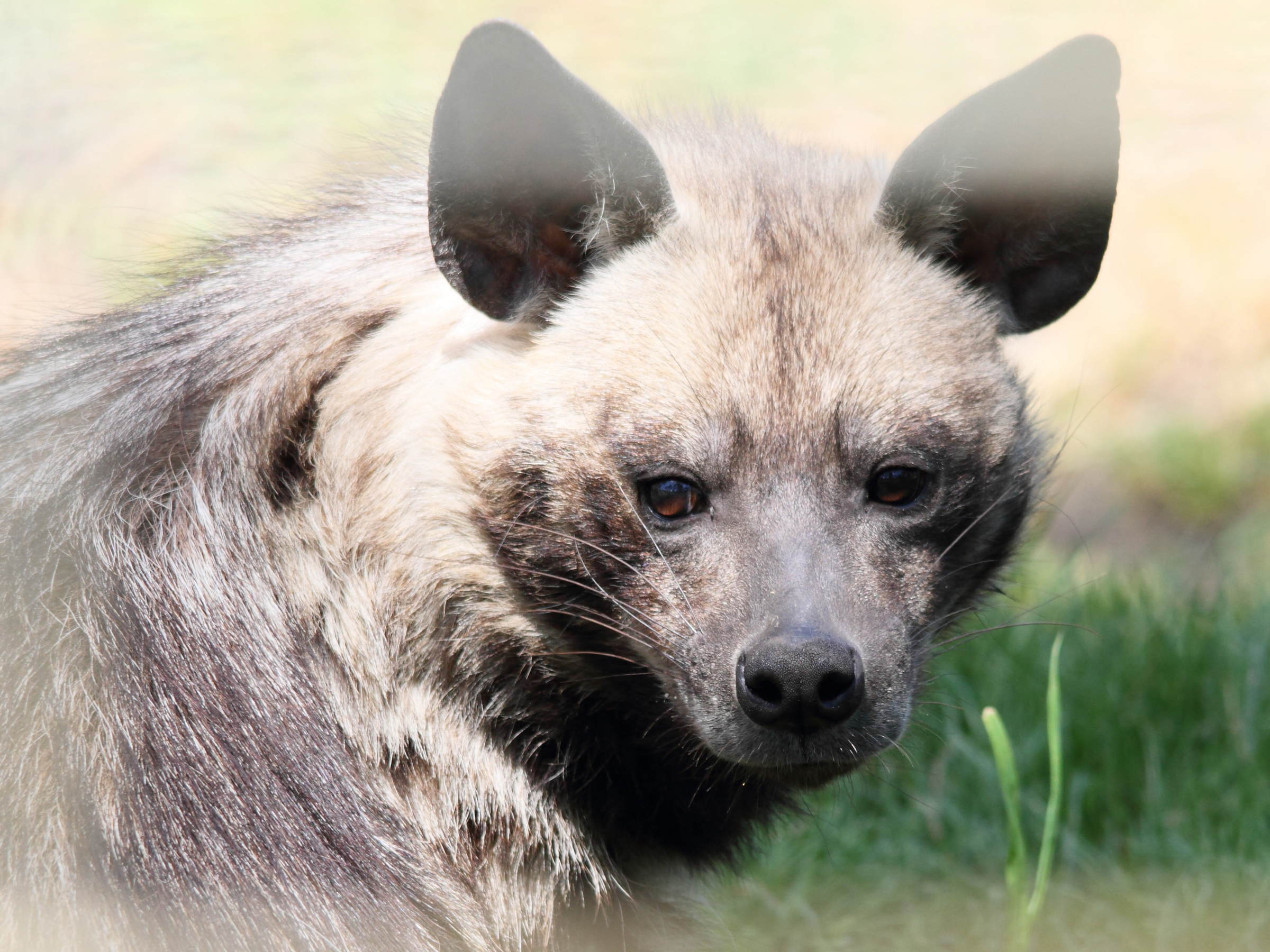 hyaena_hyaena1bd