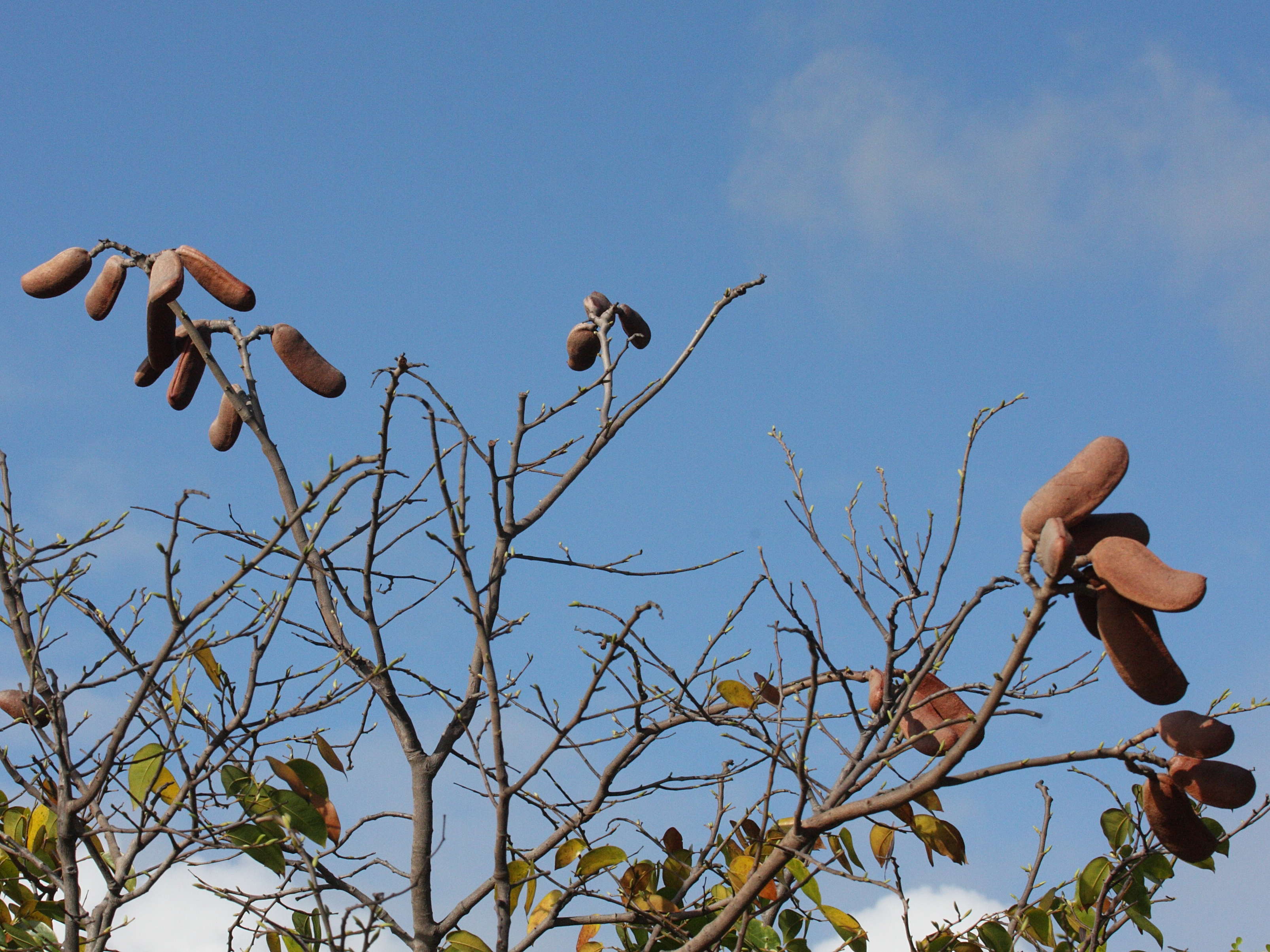 hymenaea_courbaril8bd