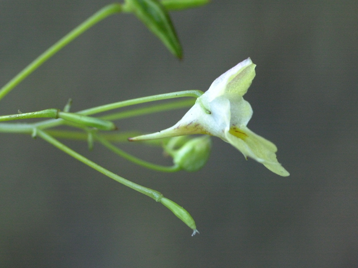 impatiens_parviflora2md