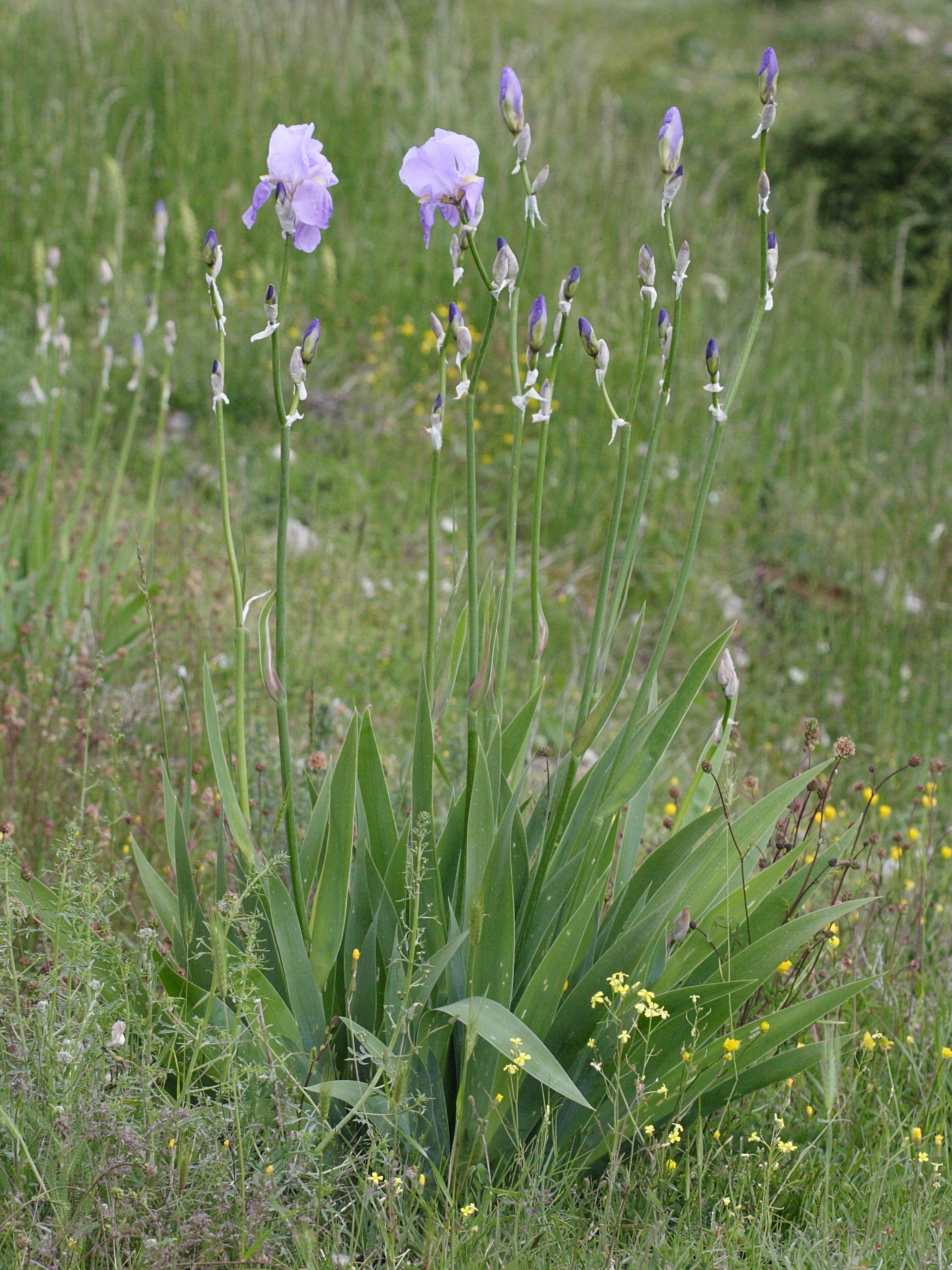 Afficher le média iris_pallida1md iris_pallida1md