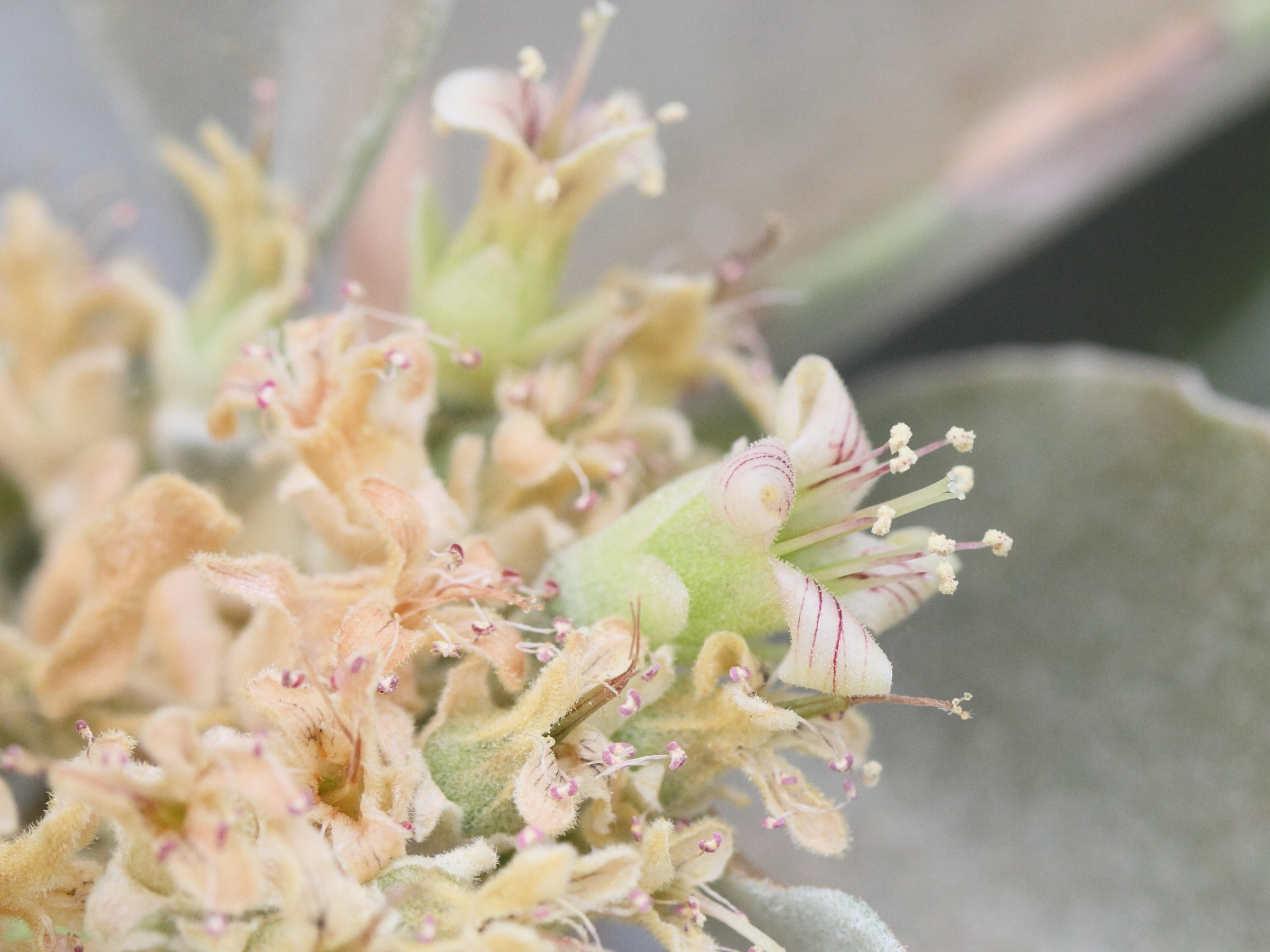 Afficher le média kalanchoe_beharensis4md kalanchoe_beharensis4md