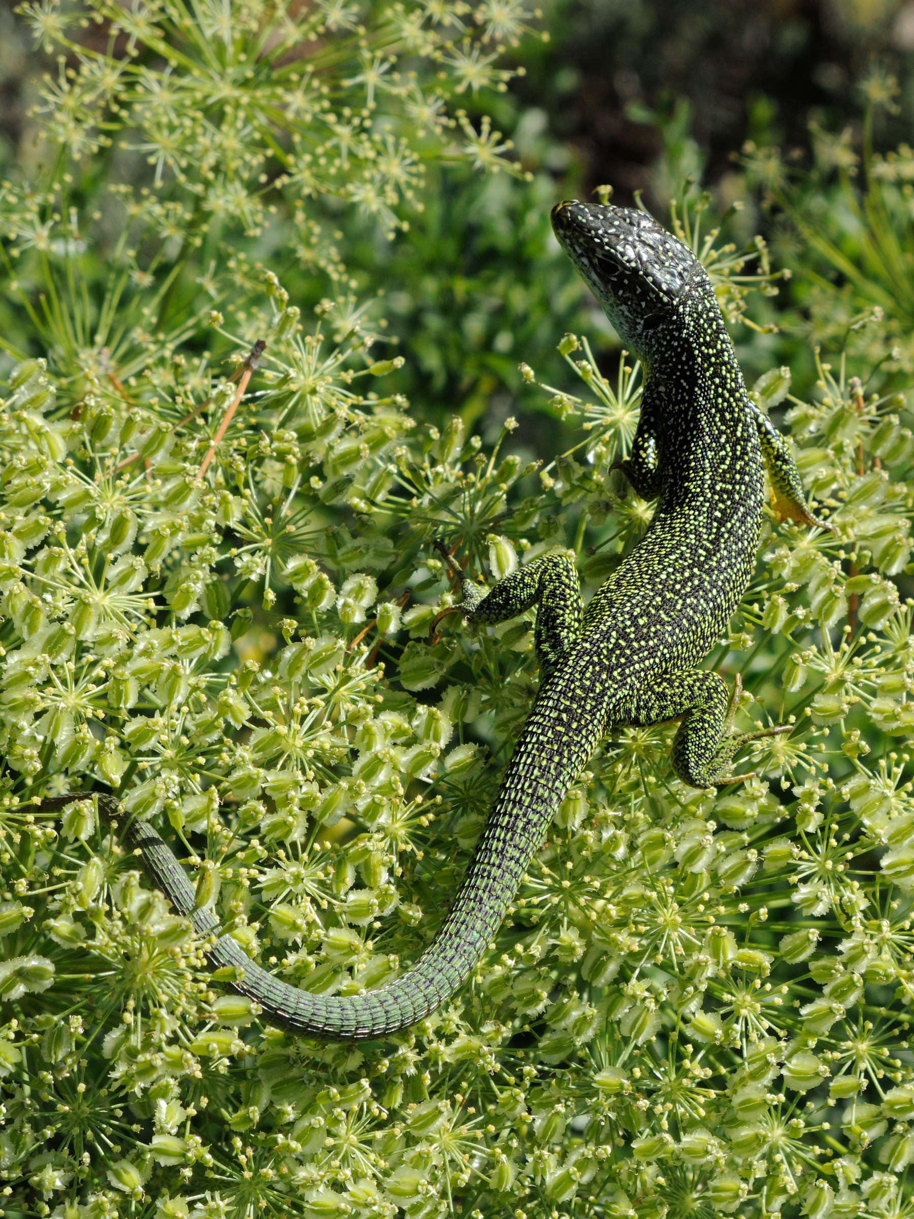 lacerta_bilineata5md