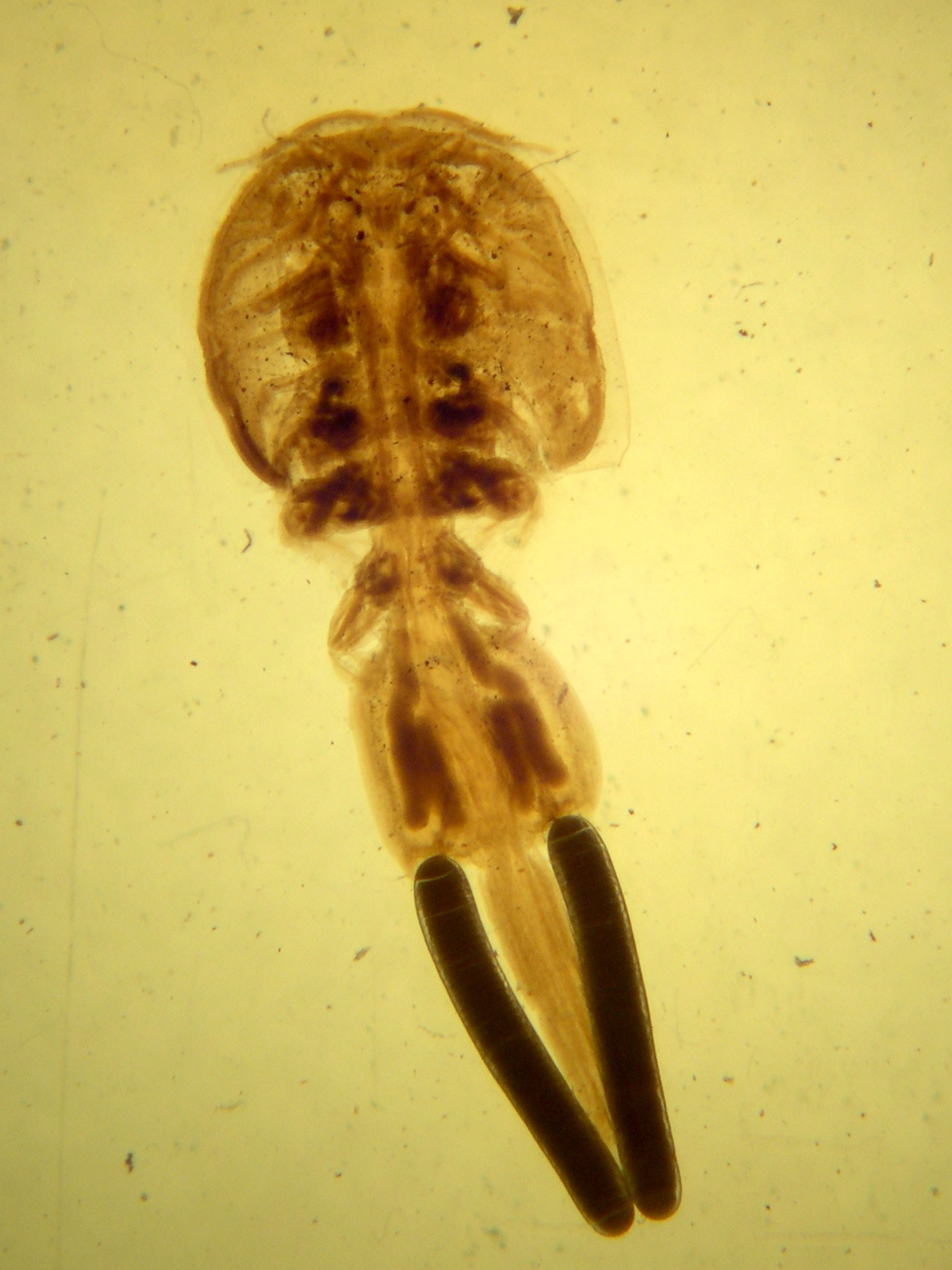 Afficher le média lepeophtheirus_caudatus lepeophtheirus_caudatus