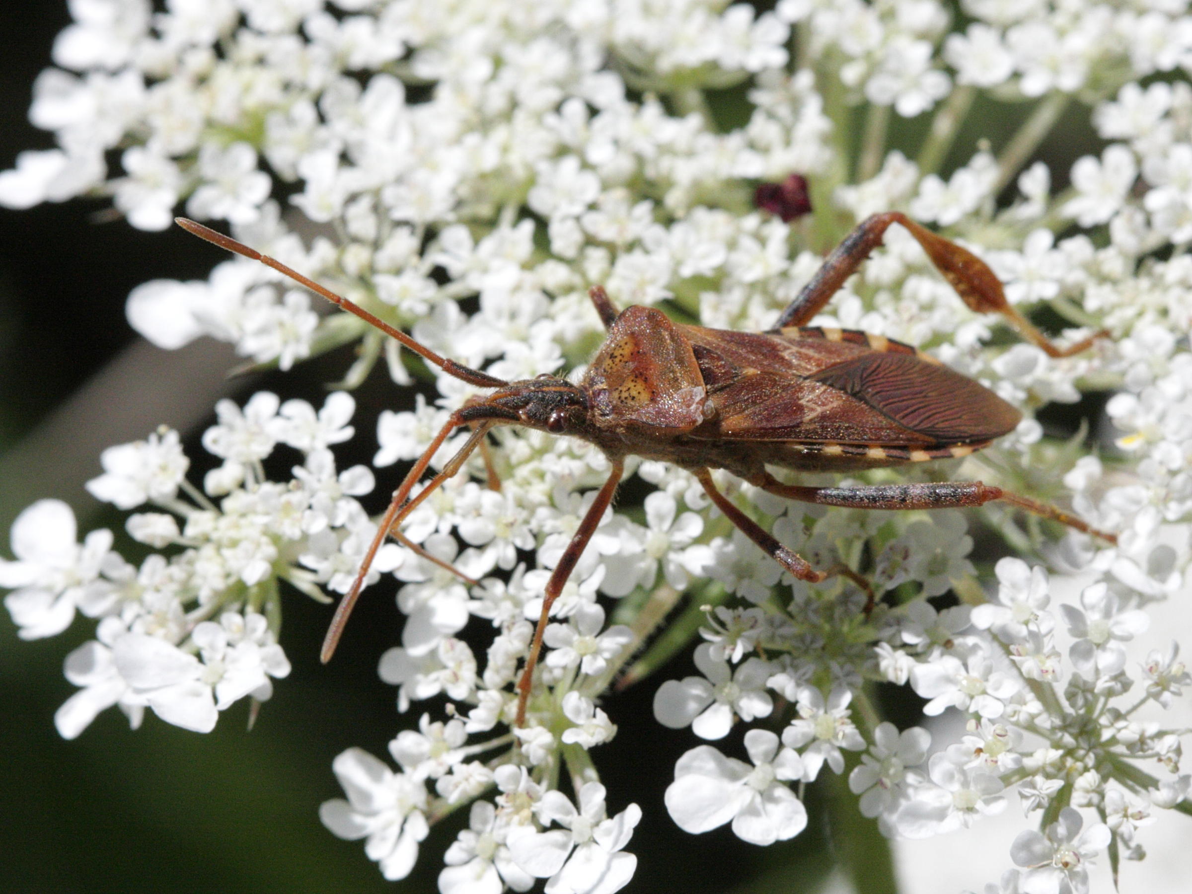 leptoglossus_occidentalis2bd