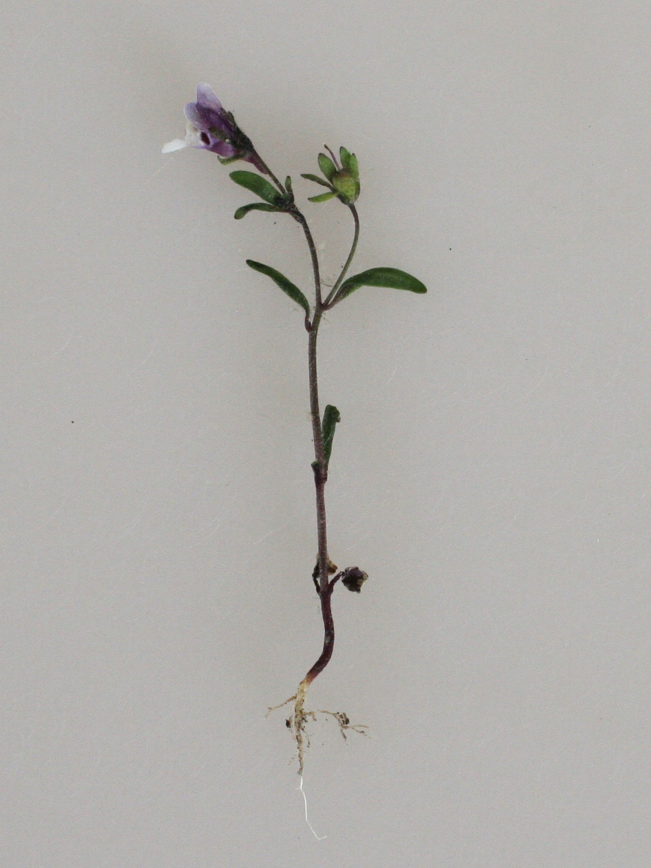 Afficher le média linaria_arvensis1md linaria_arvensis1md