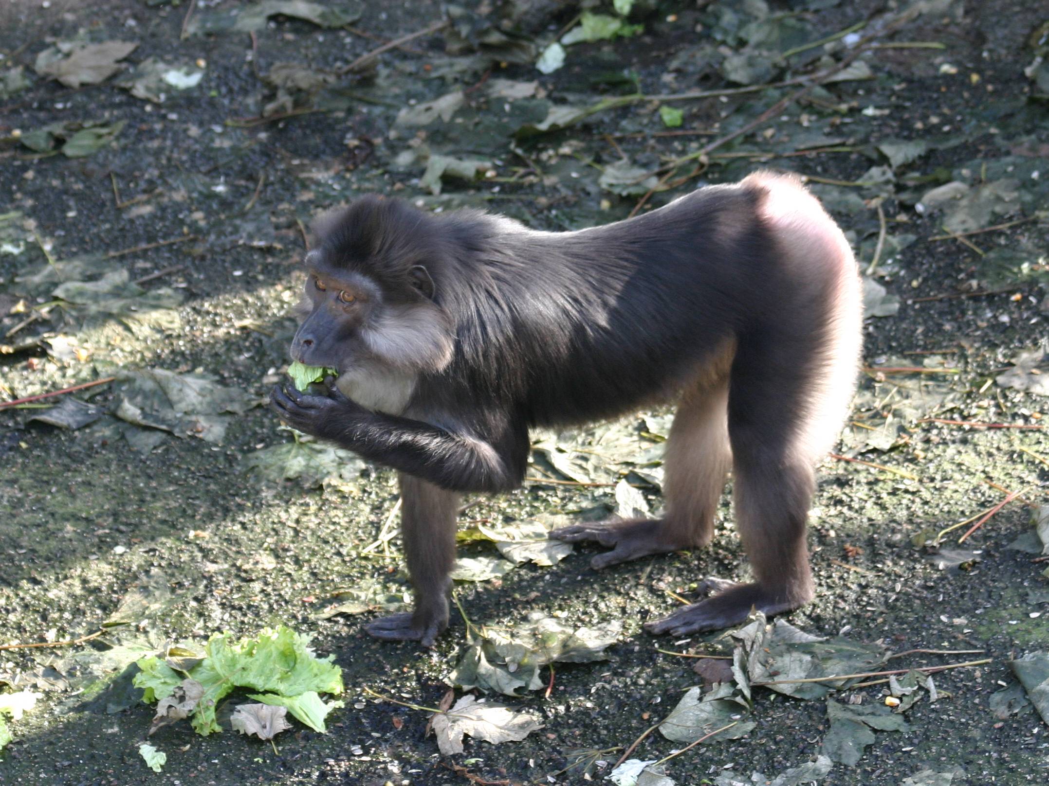 macaca_tonkeana3sd