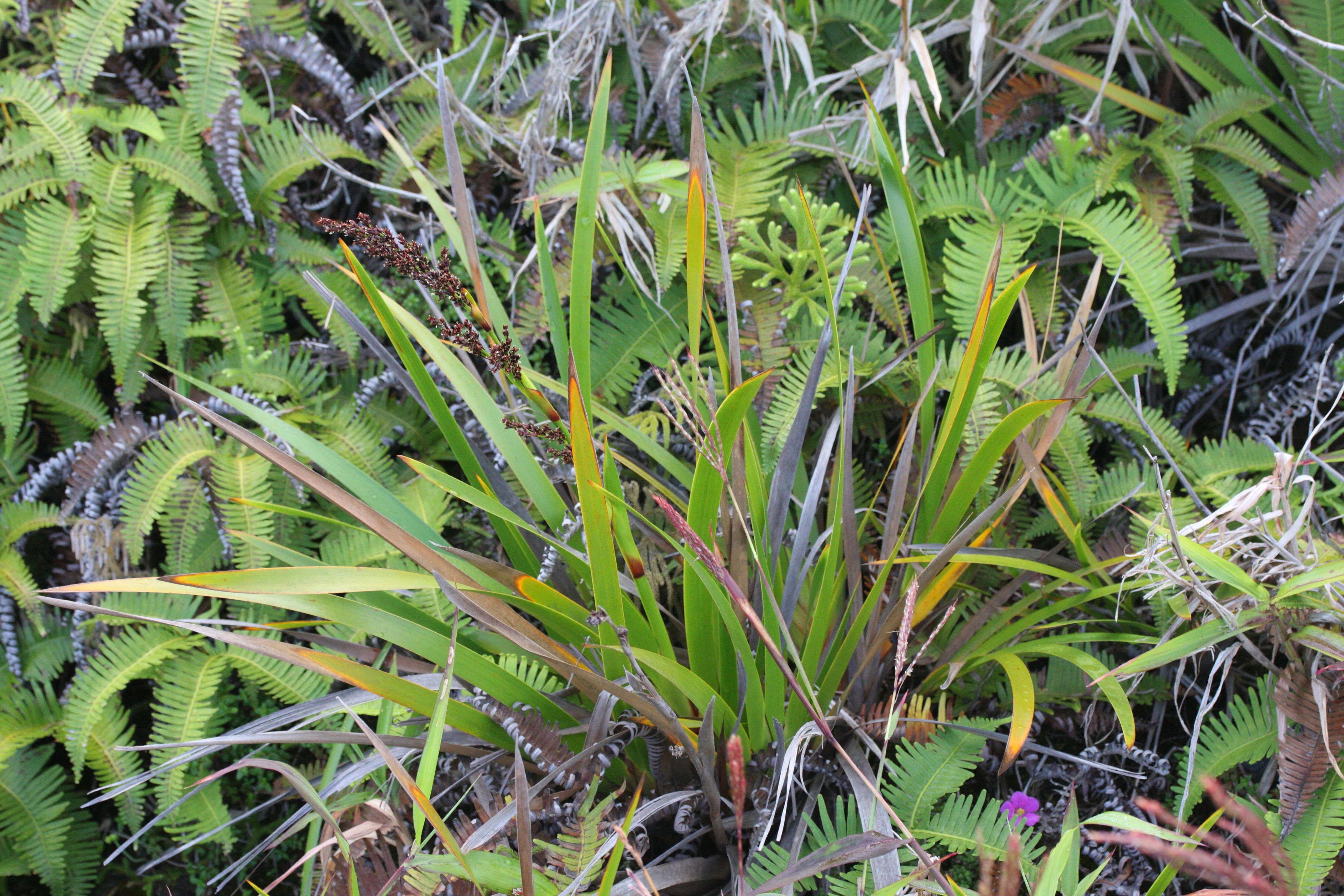 machaerina_restioides1md