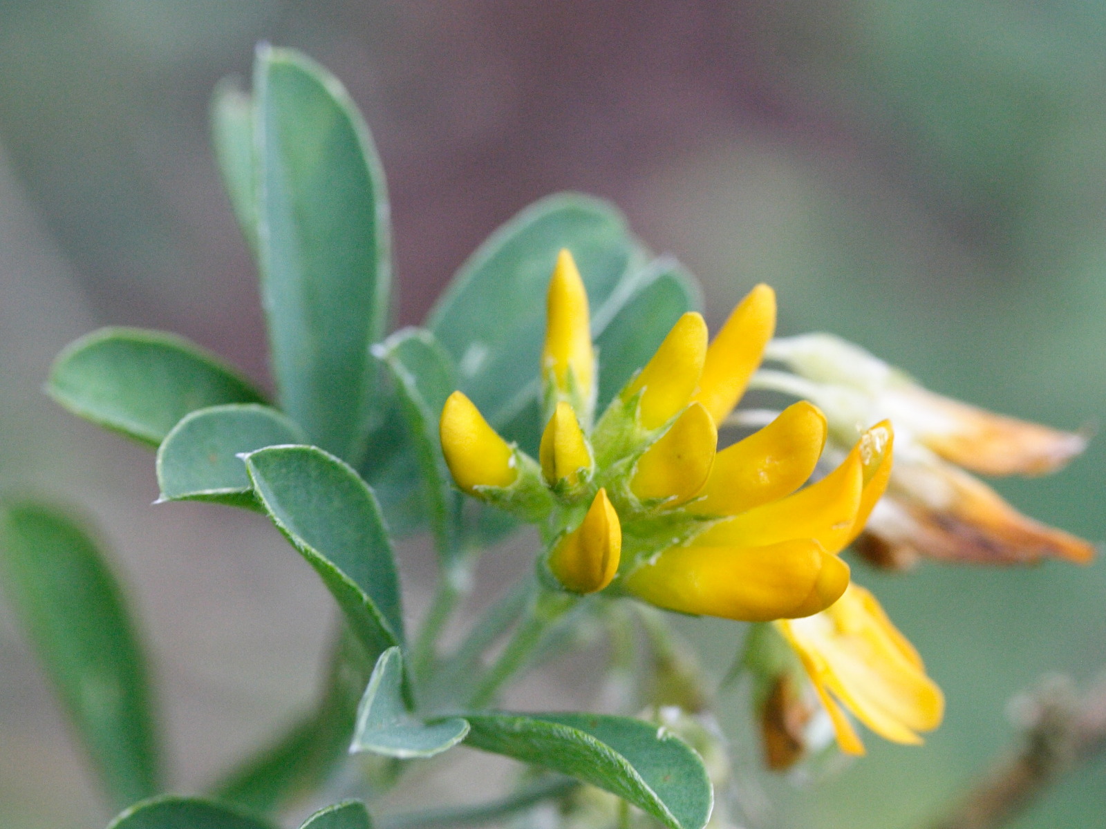 medicago_strasseri2md