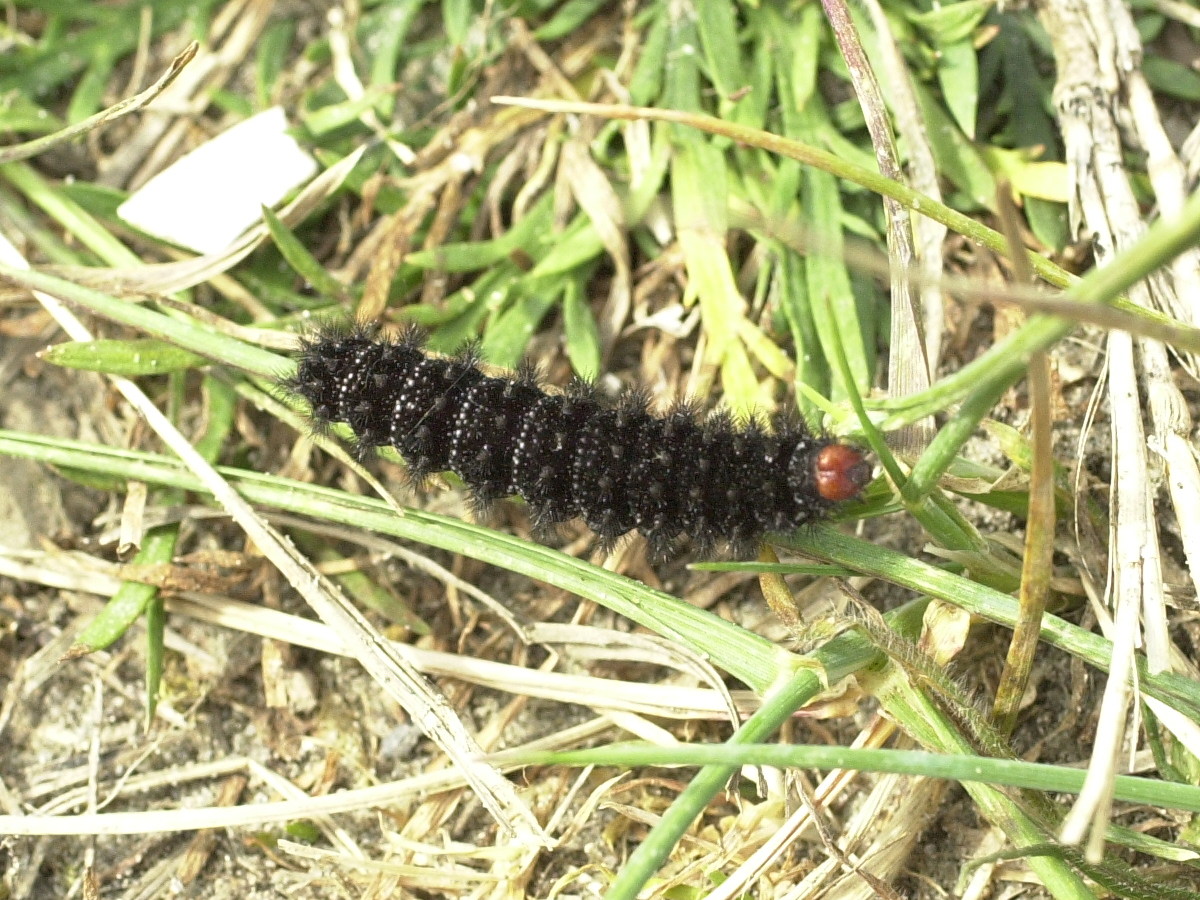 melitaea_cinxia_ch3md