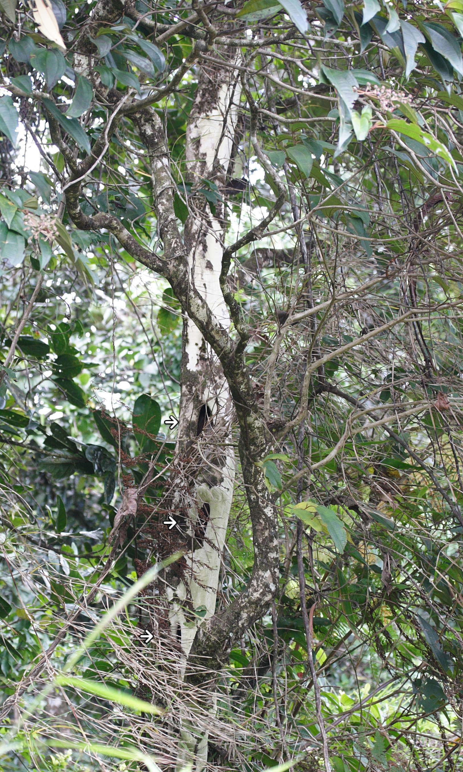 miconia_mirabilis7md