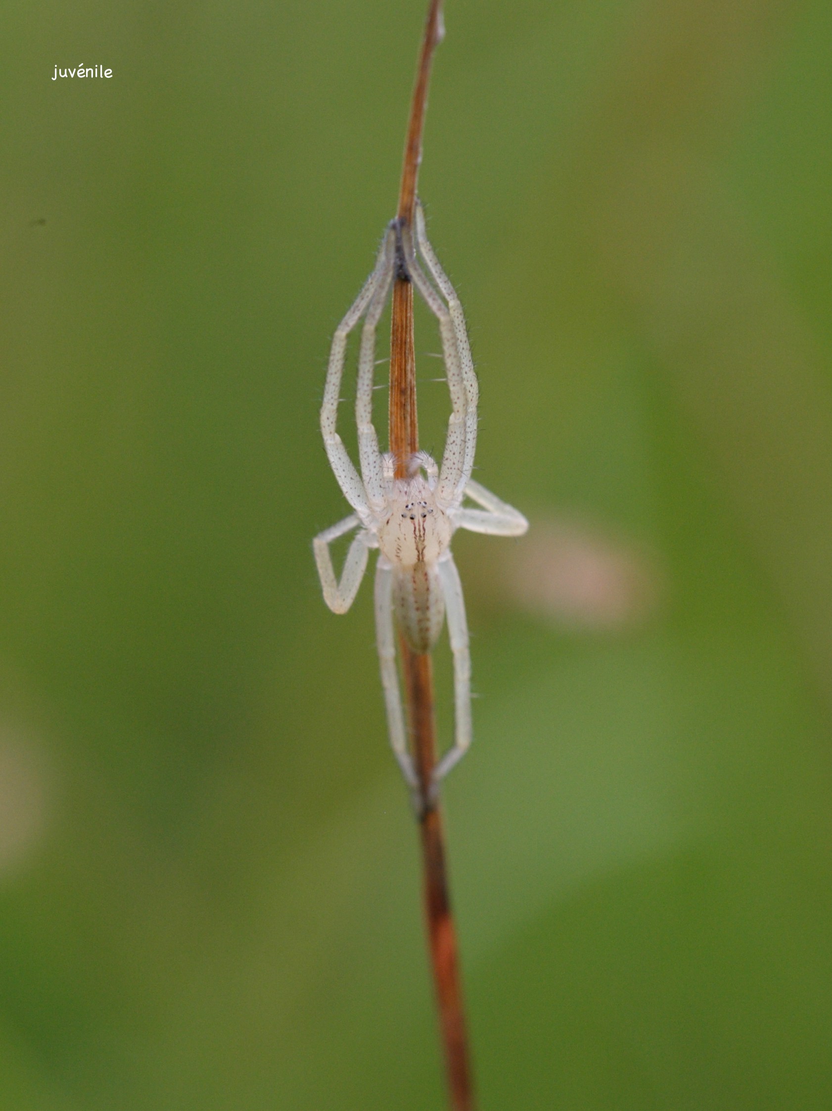 micrommata_virescens4sd