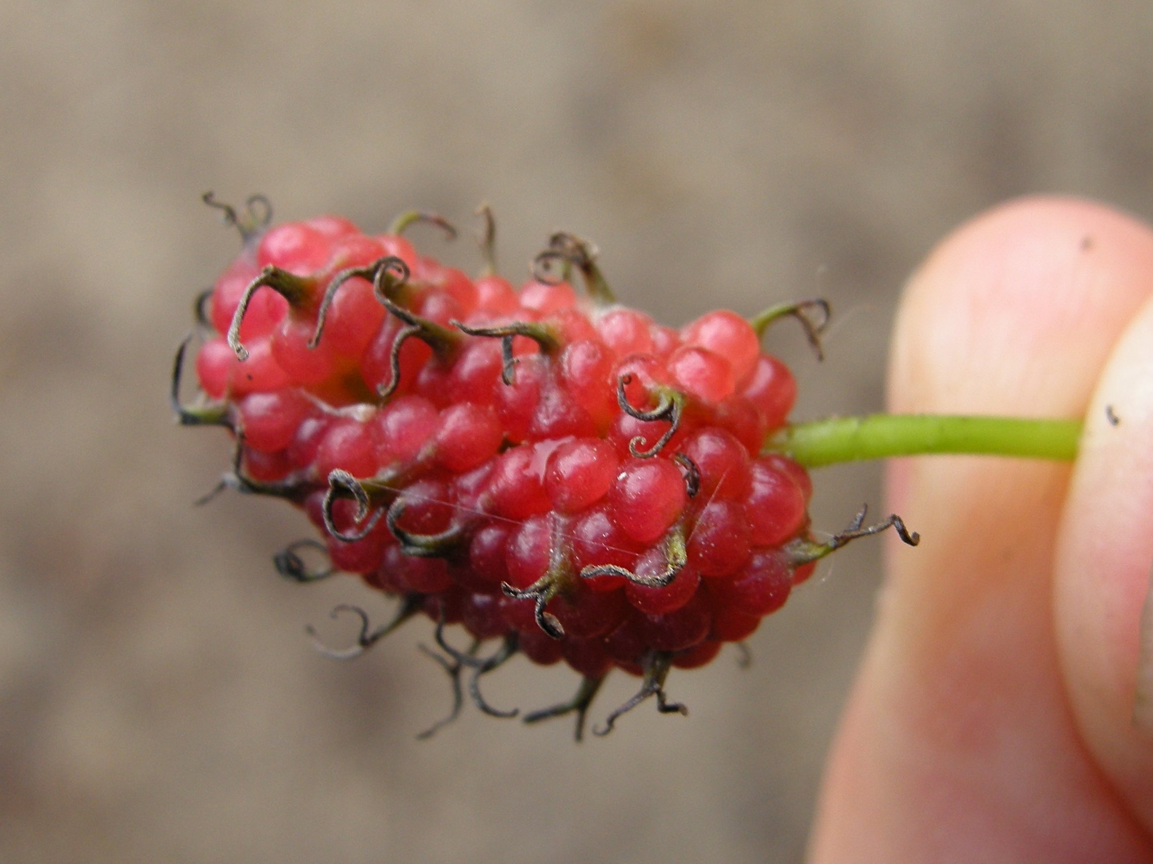 Afficher le média morus_kagayamae5md morus_kagayamae5md