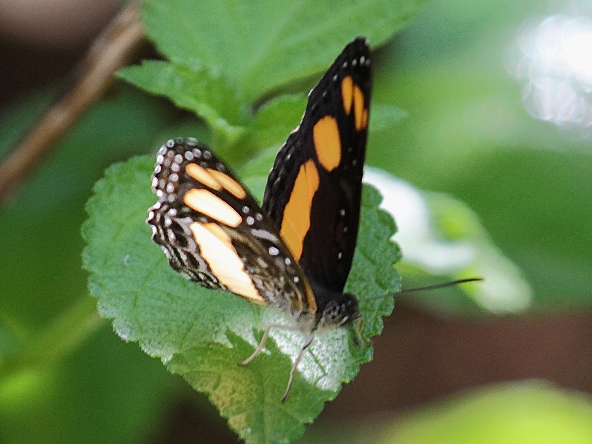 neptis_mayottensis2bd