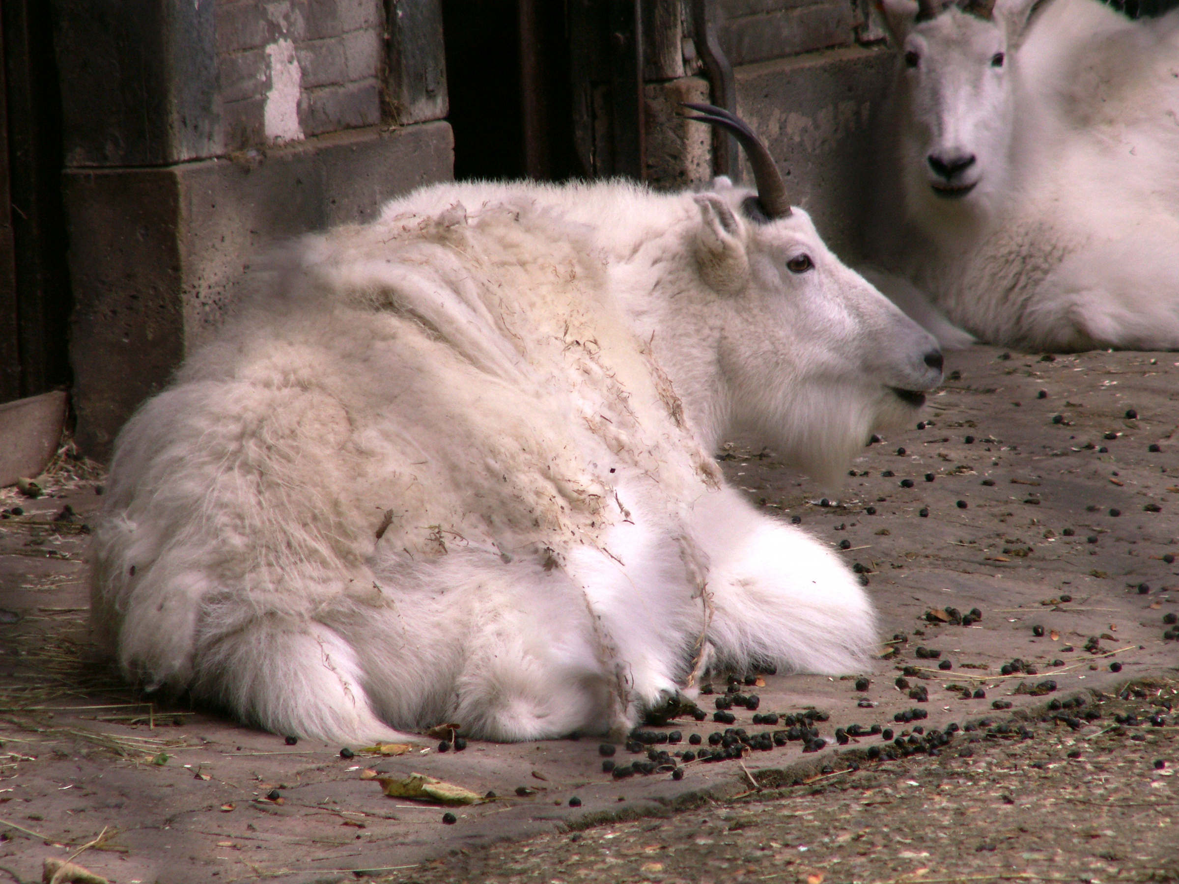 oreamnos_americanus1md