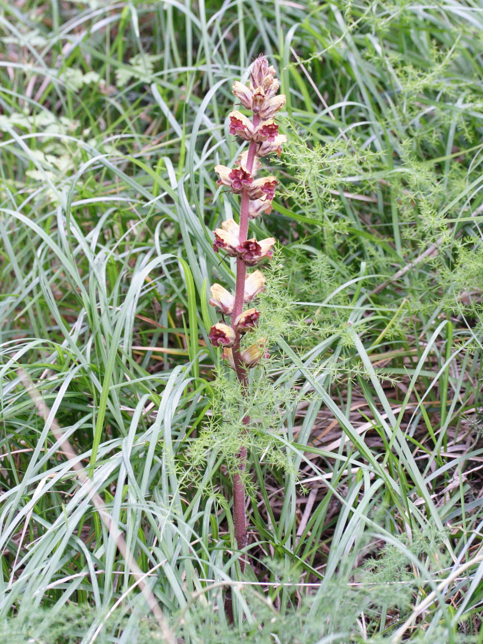 Afficher le média orobanche_gracilis1md orobanche_gracilis1md