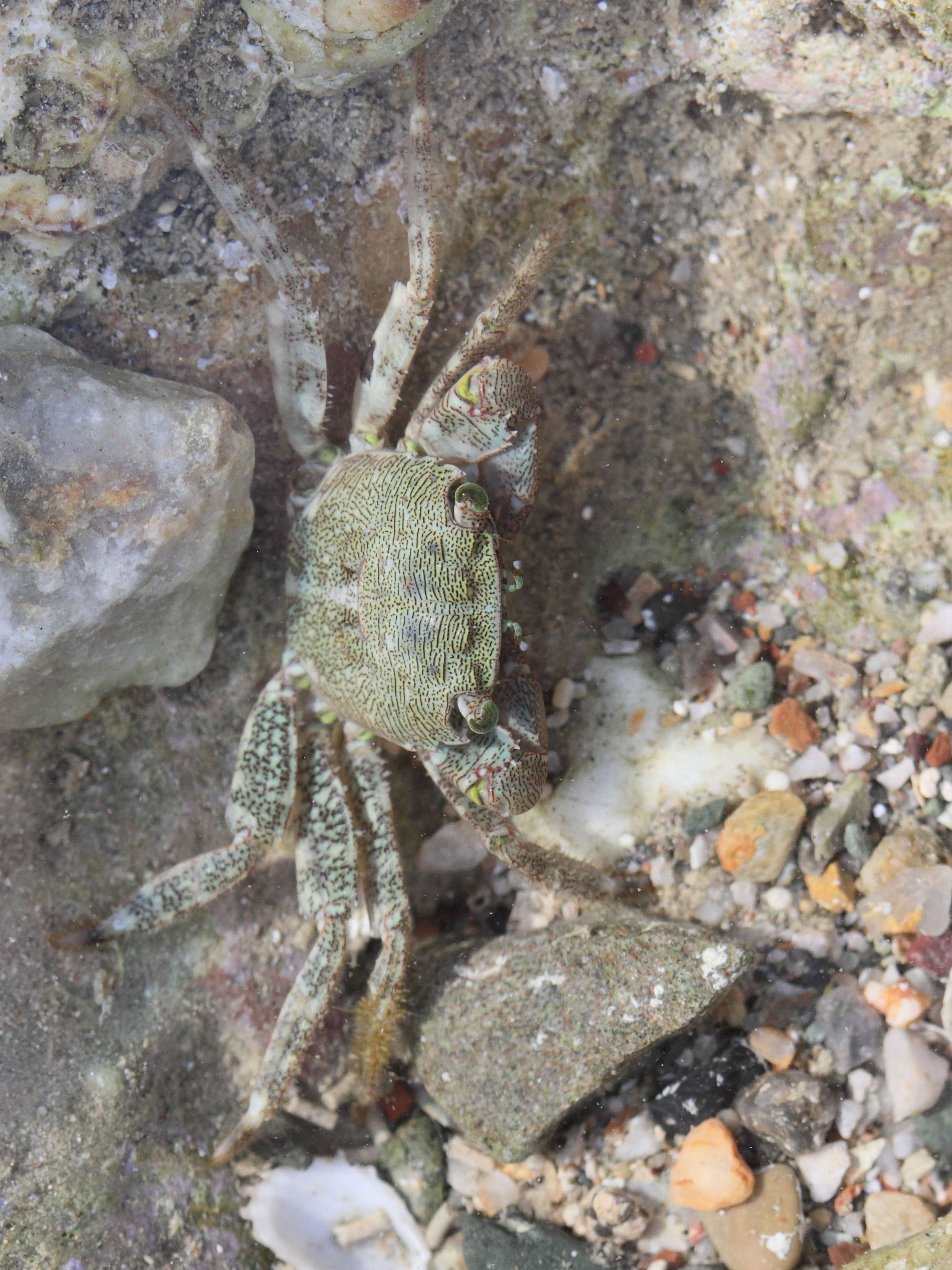 pachygrapsus_marmoratus3bd