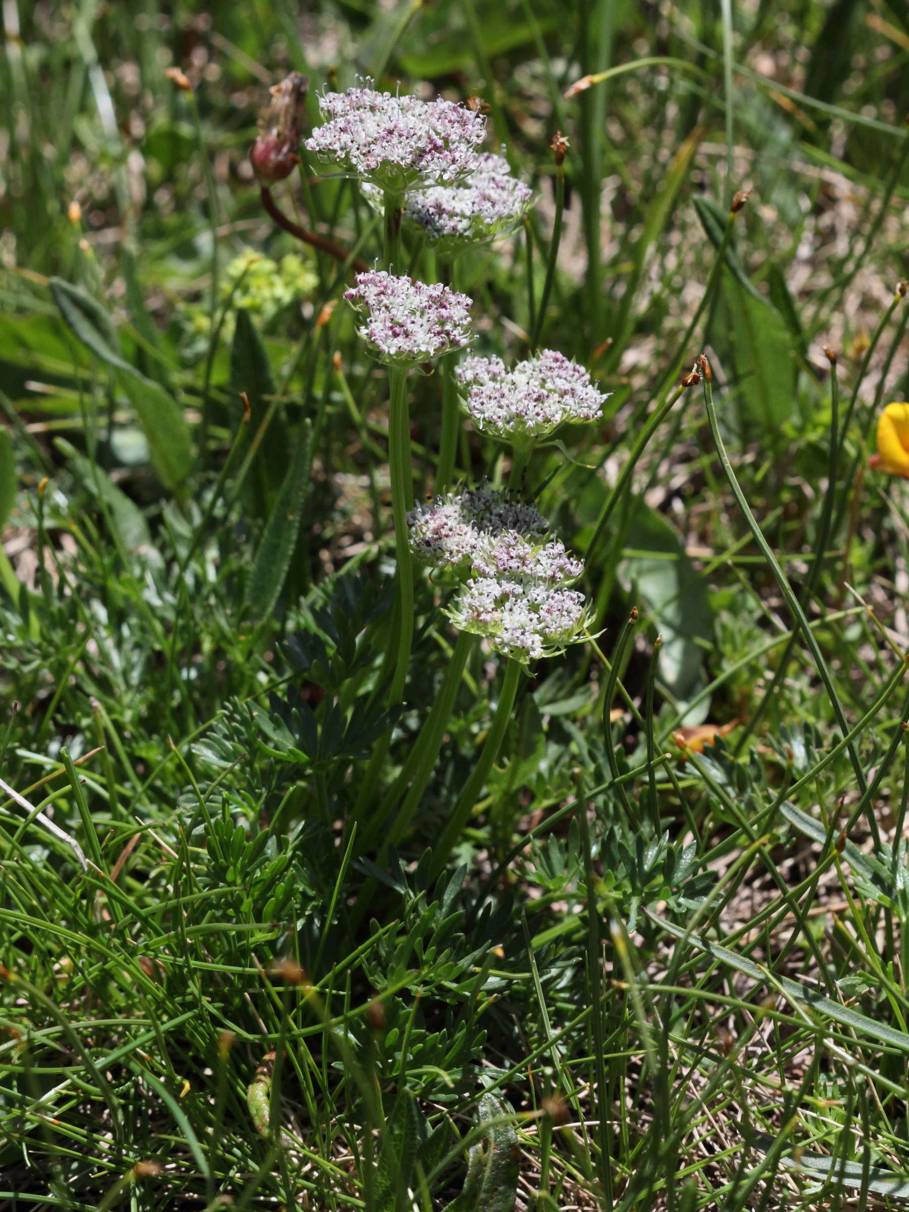 Afficher le média pachypleurum_mutellinoides1bd pachypleurum_mutellinoides1bd