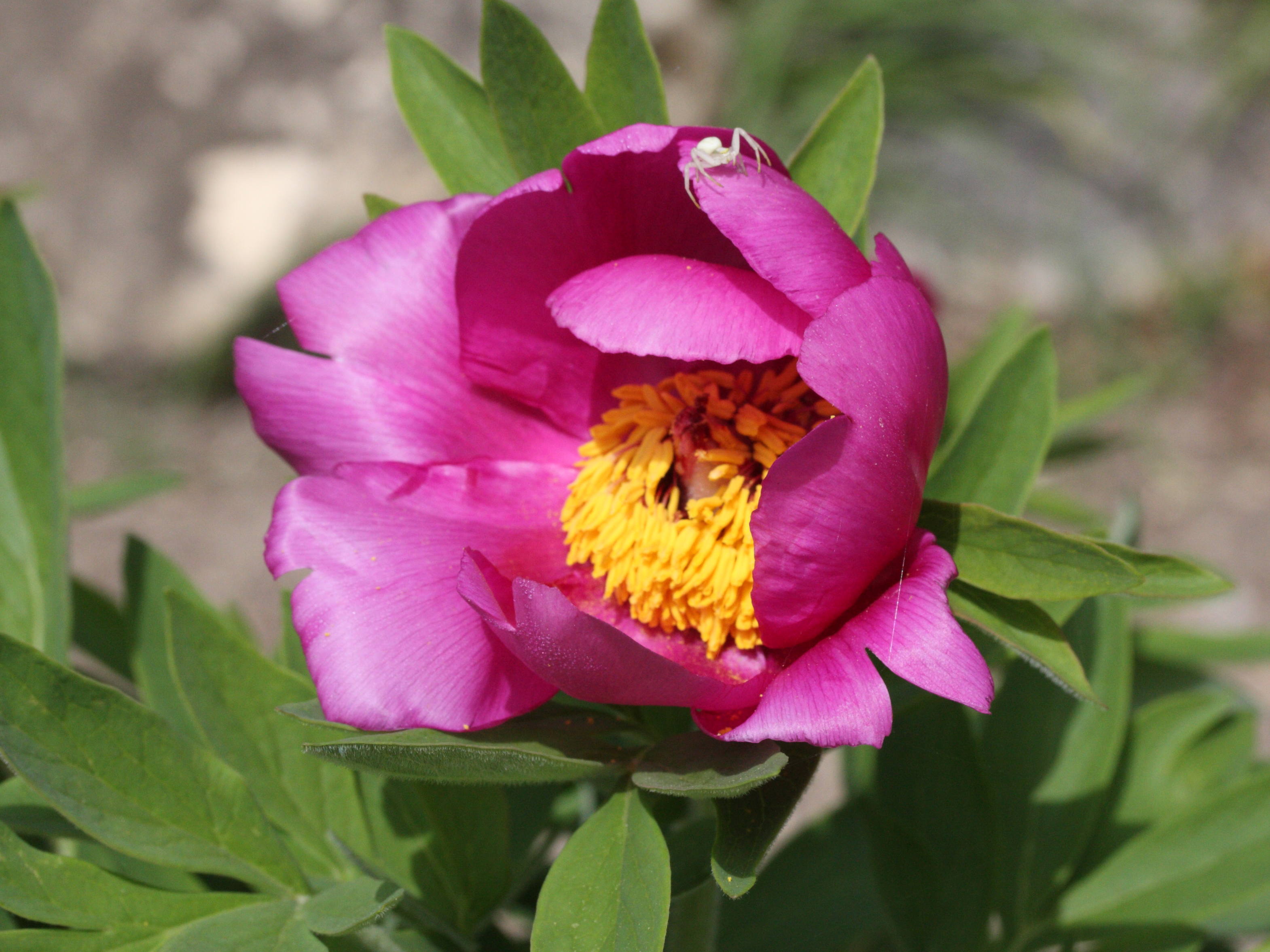 paeonia_officinalis_microcarpa2md