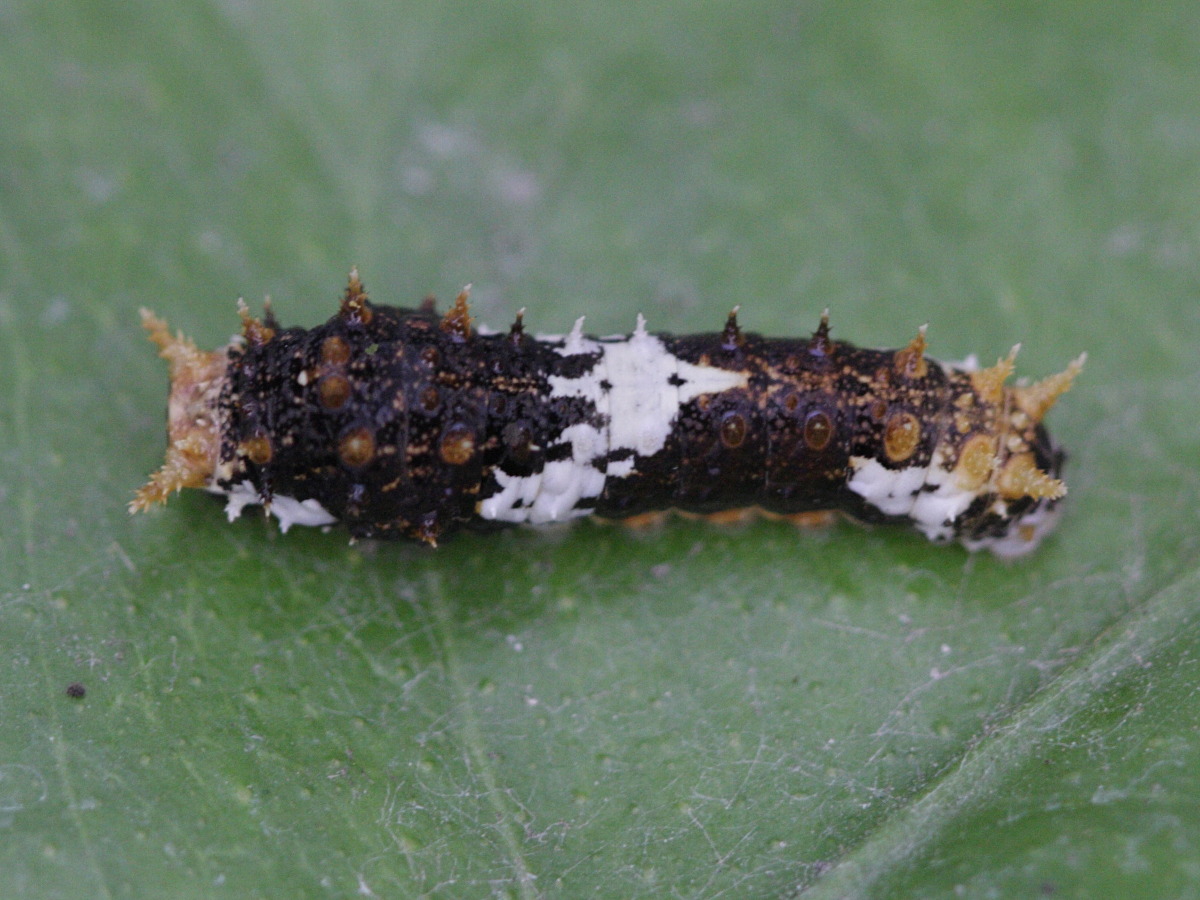 papilio_demodocus_ch1bd