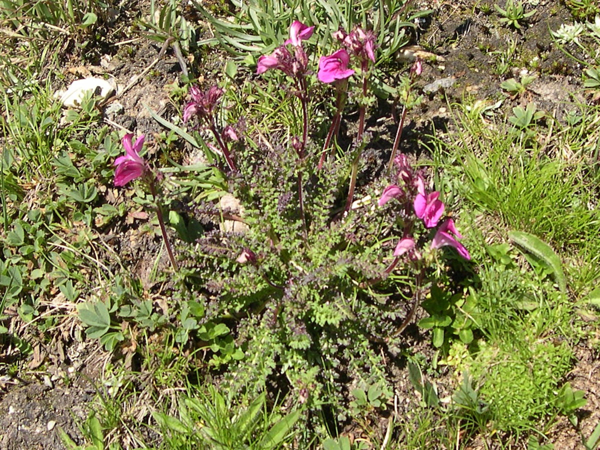 Afficher le média pedicularis_kerneri2md pedicularis_kerneri2md