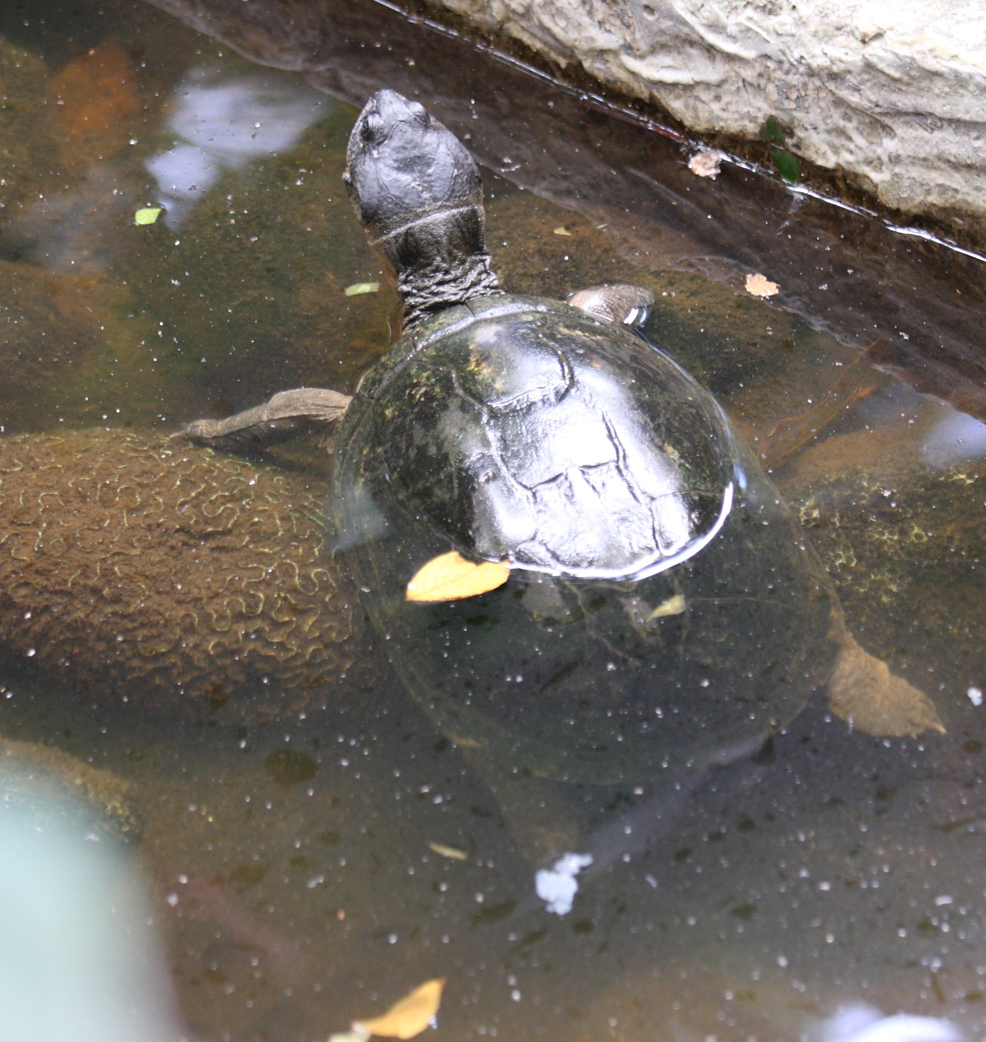 pelusios_castaneus1sd