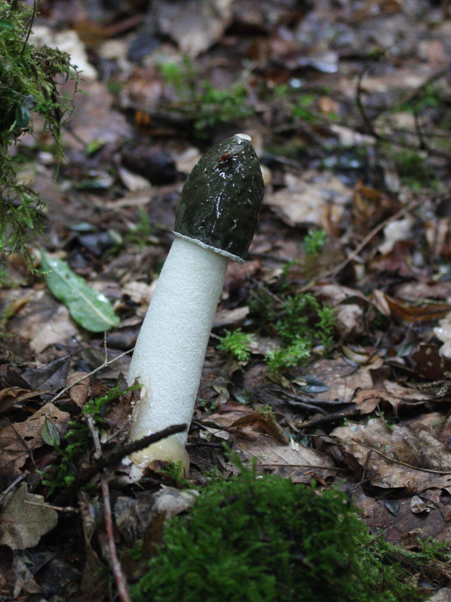 phallus_impudicus3md