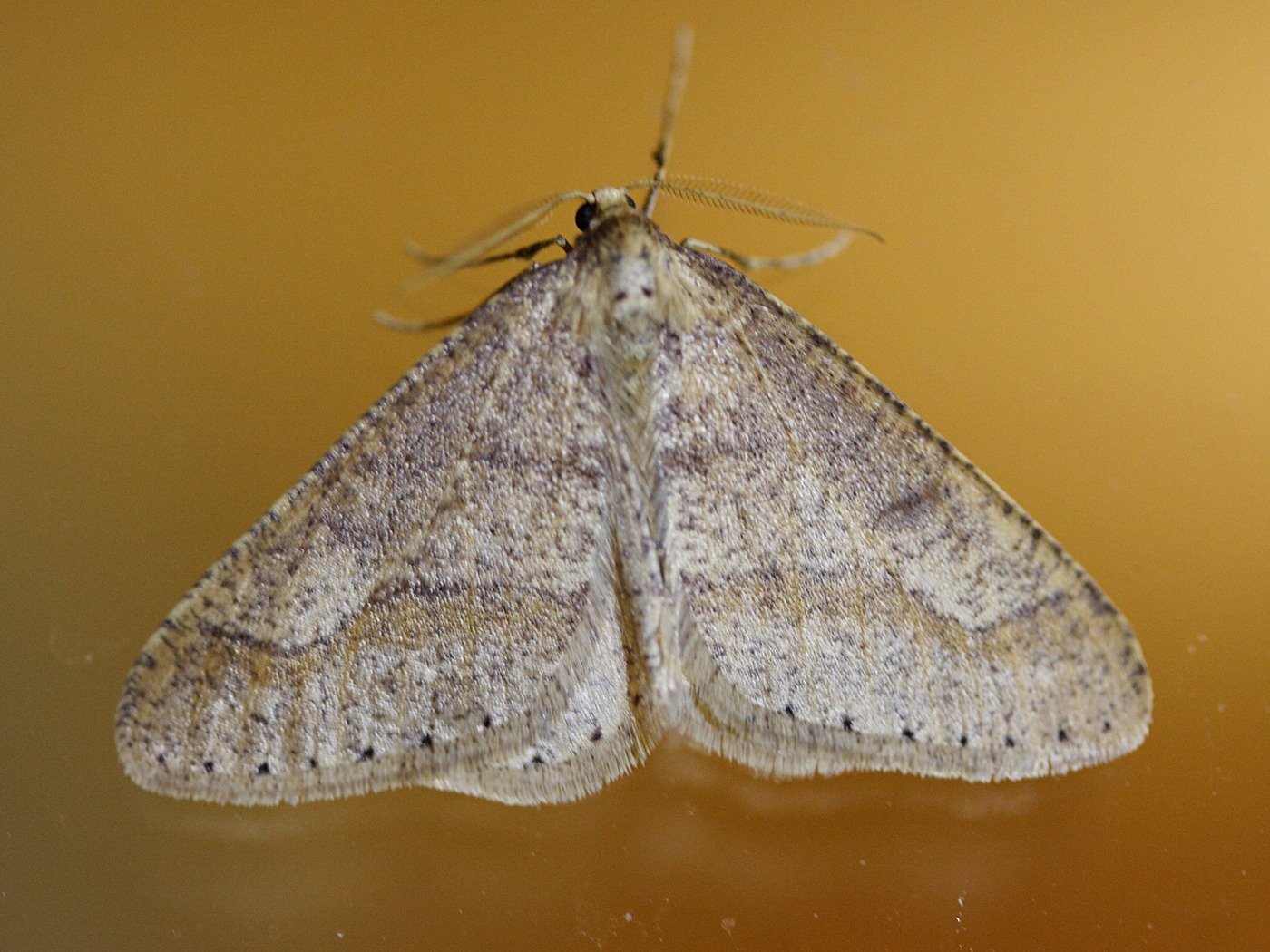 phigaliohibernia_marginaria1md