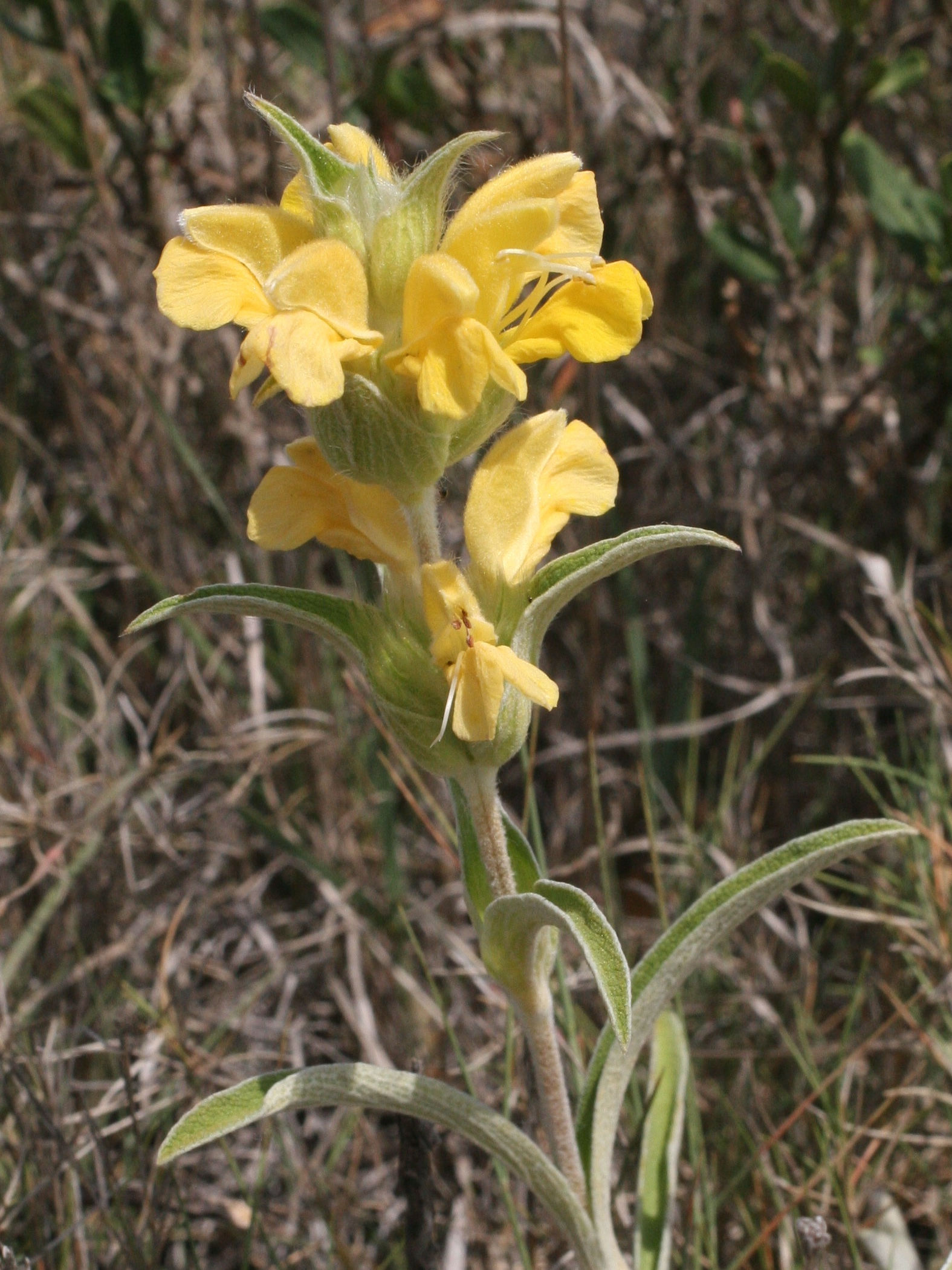 phlomis_lychnitis2md