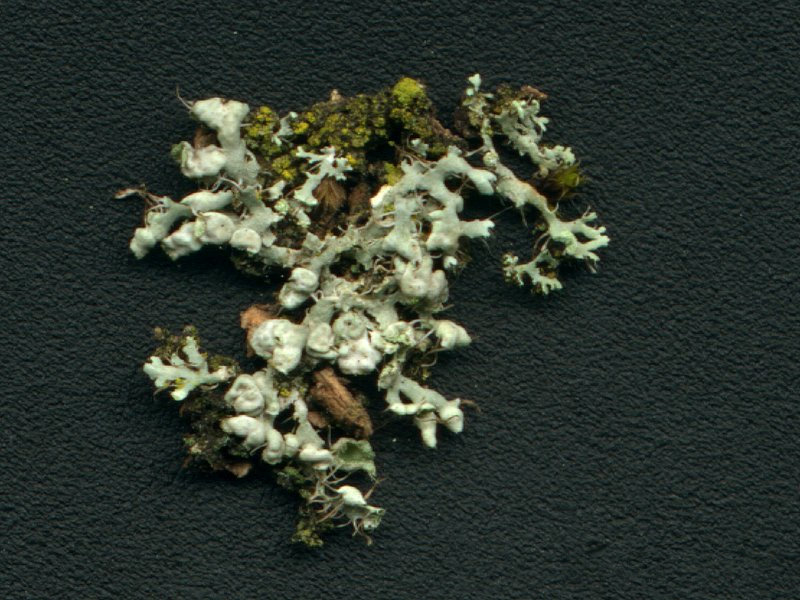 Physcia_adscendens