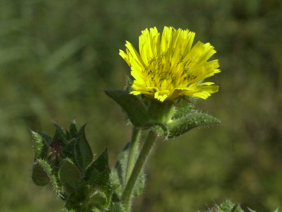 Afficher le média picris_echioides2md picris_echioides2md