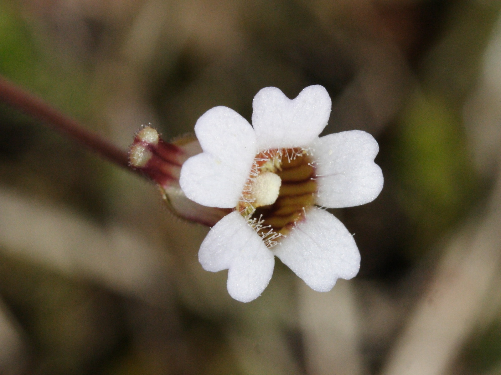 pinguicula_lusitanica3md