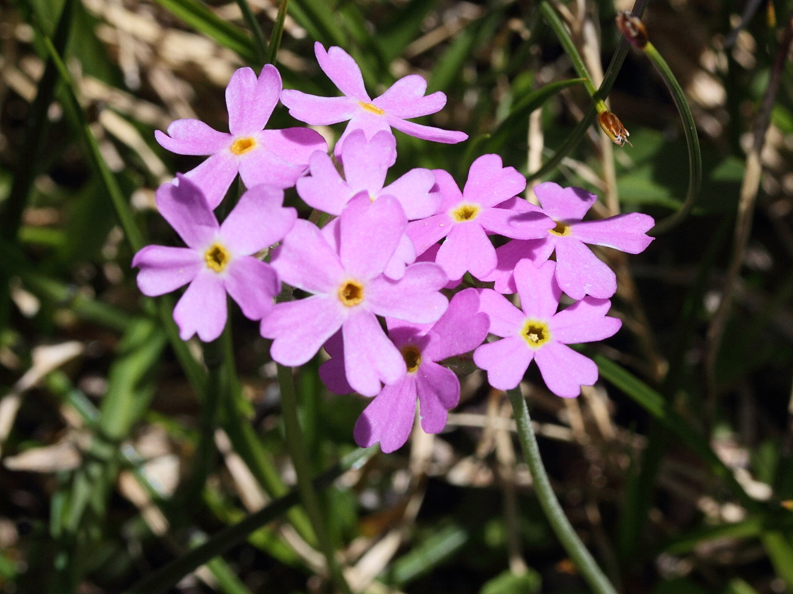 primula_farinosa1md