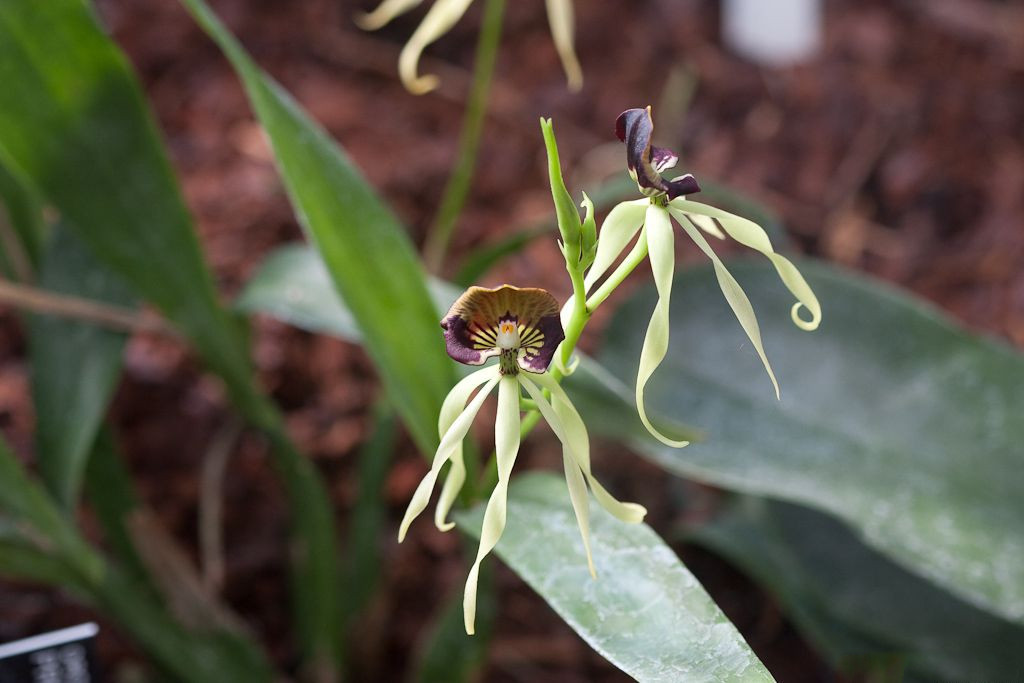 Afficher le média prosthechea_cochleata1sd prosthechea_cochleata1sd
