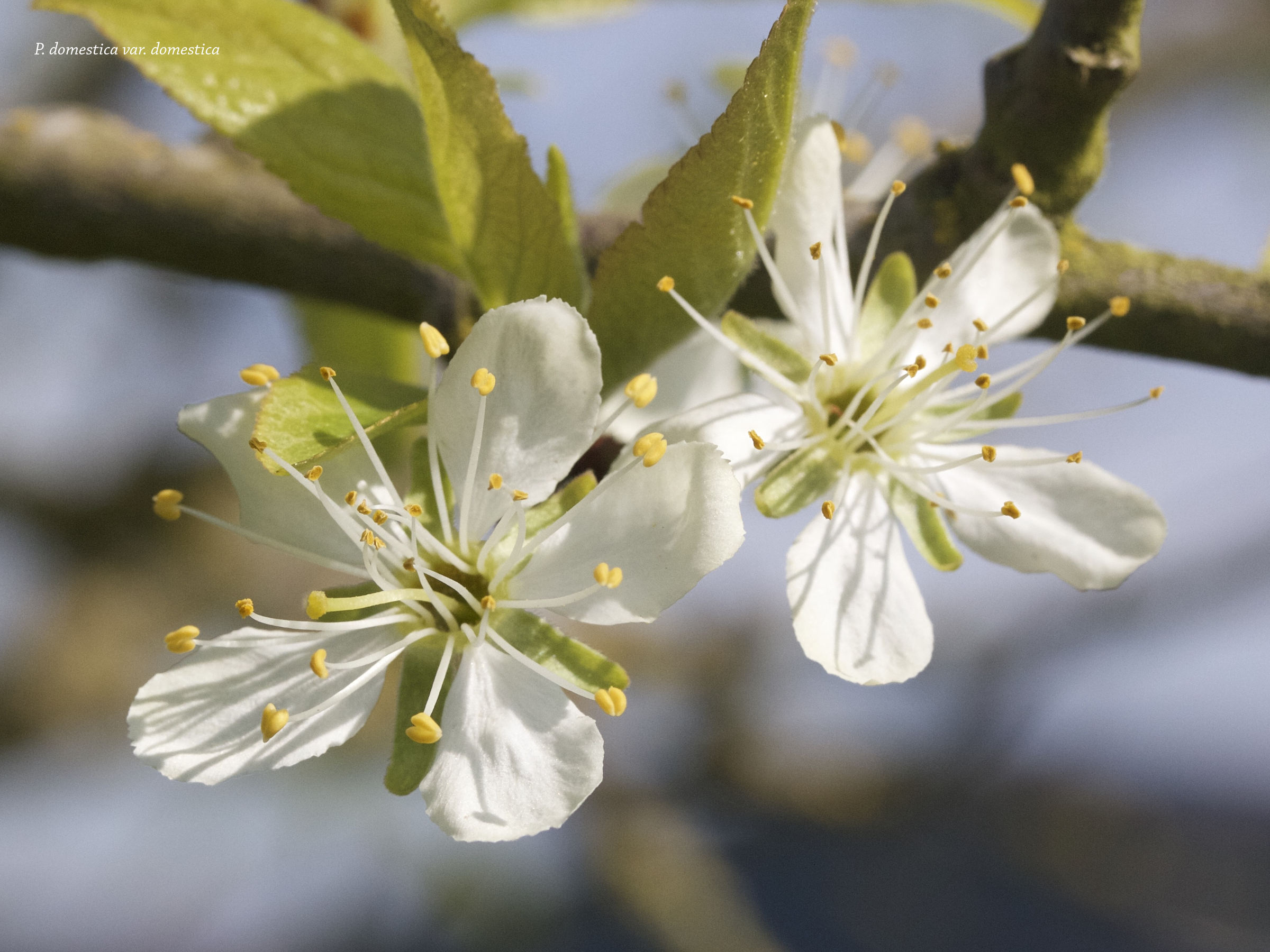 prunus_domestica_domestica2md