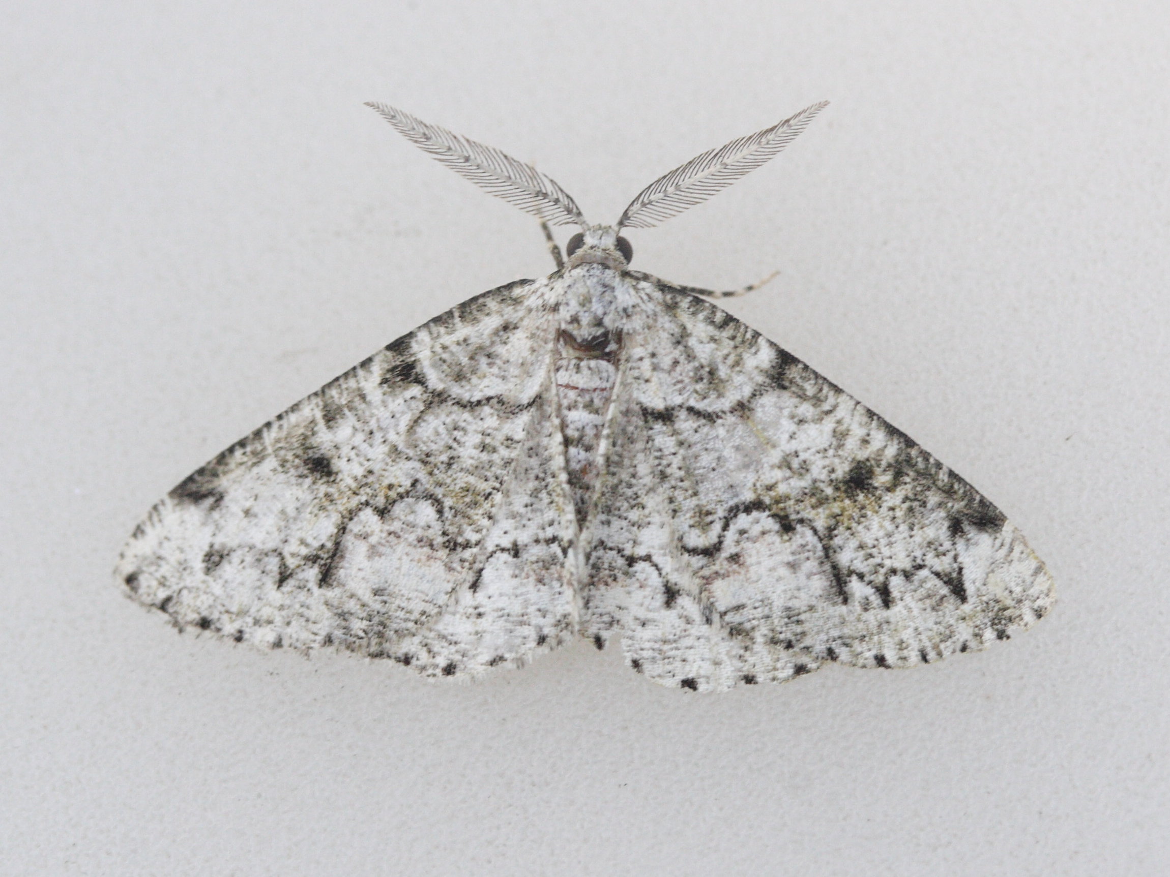 pseudoterpna_coronillaria1md