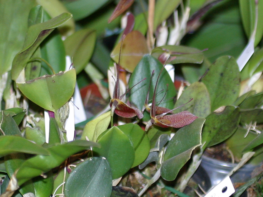 restrepia_condorensis1bd