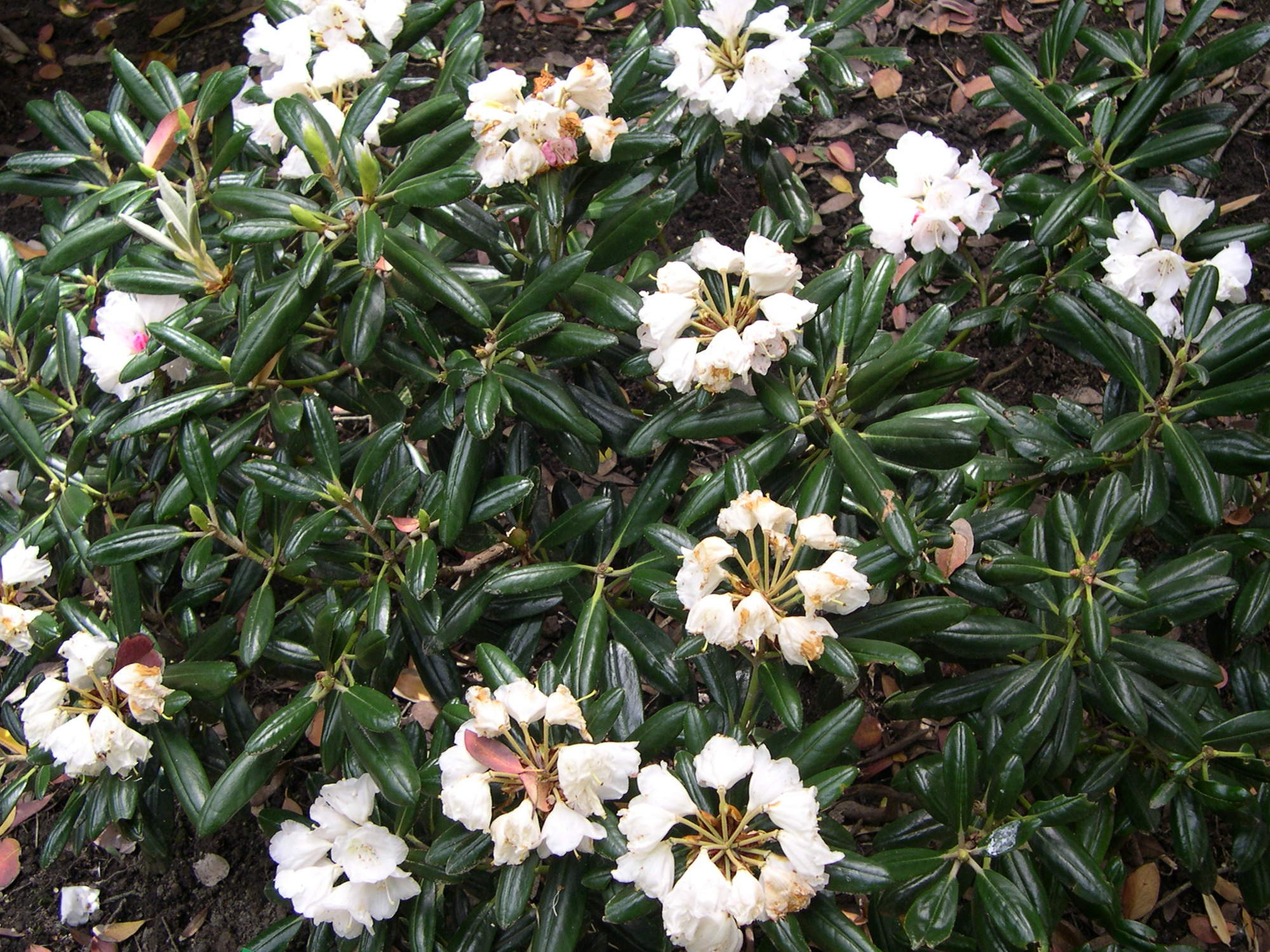 rhododendron_yakushimanum1md