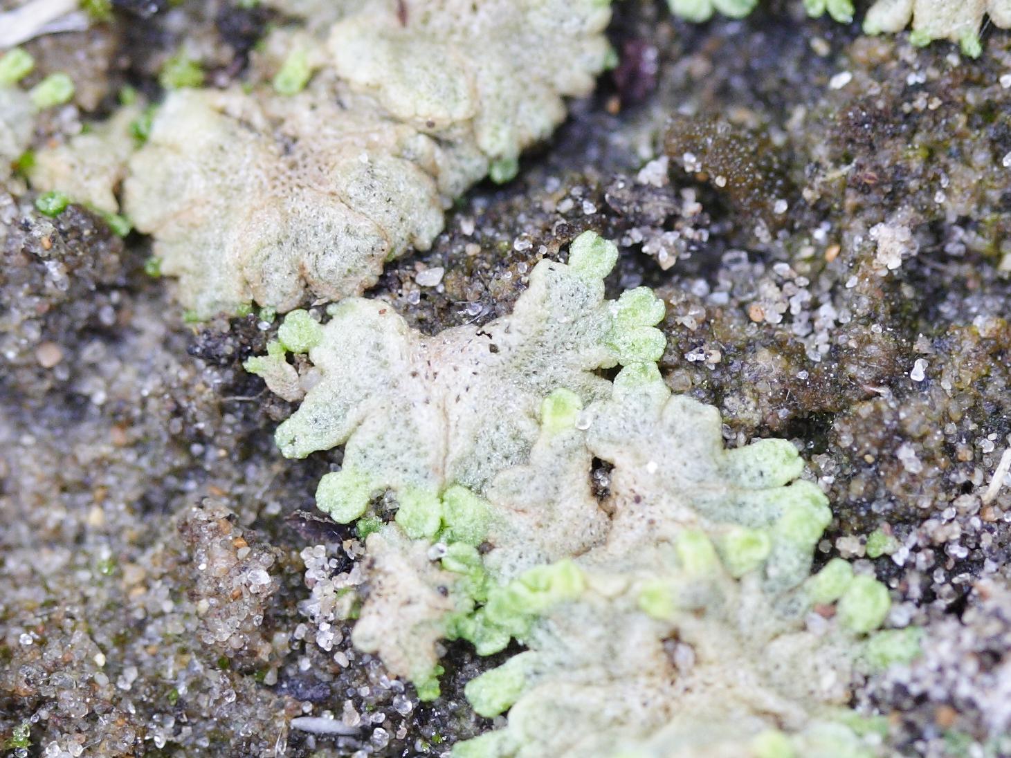 riccia_cavernosa2md