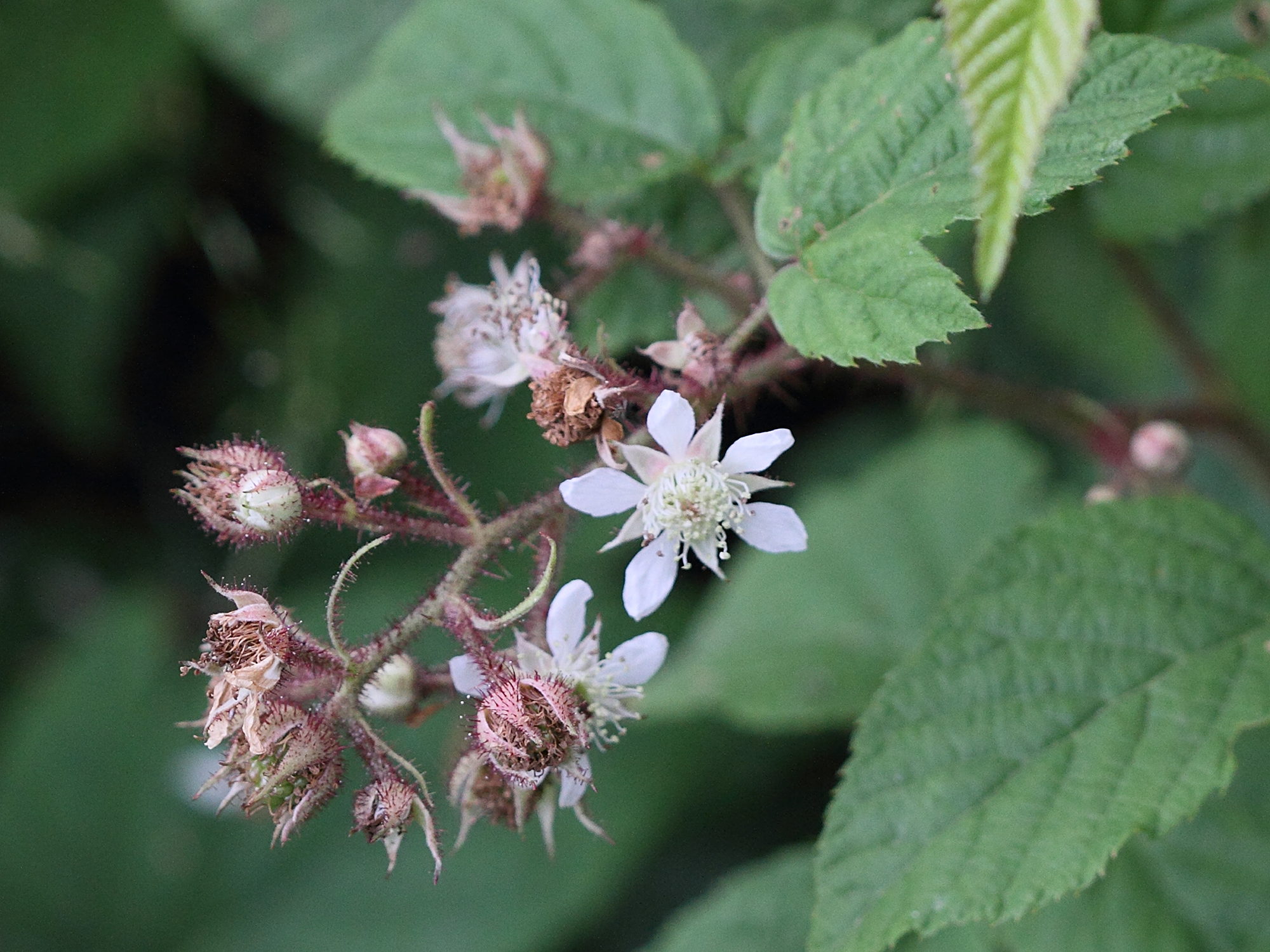 rubus_saxatilis4md